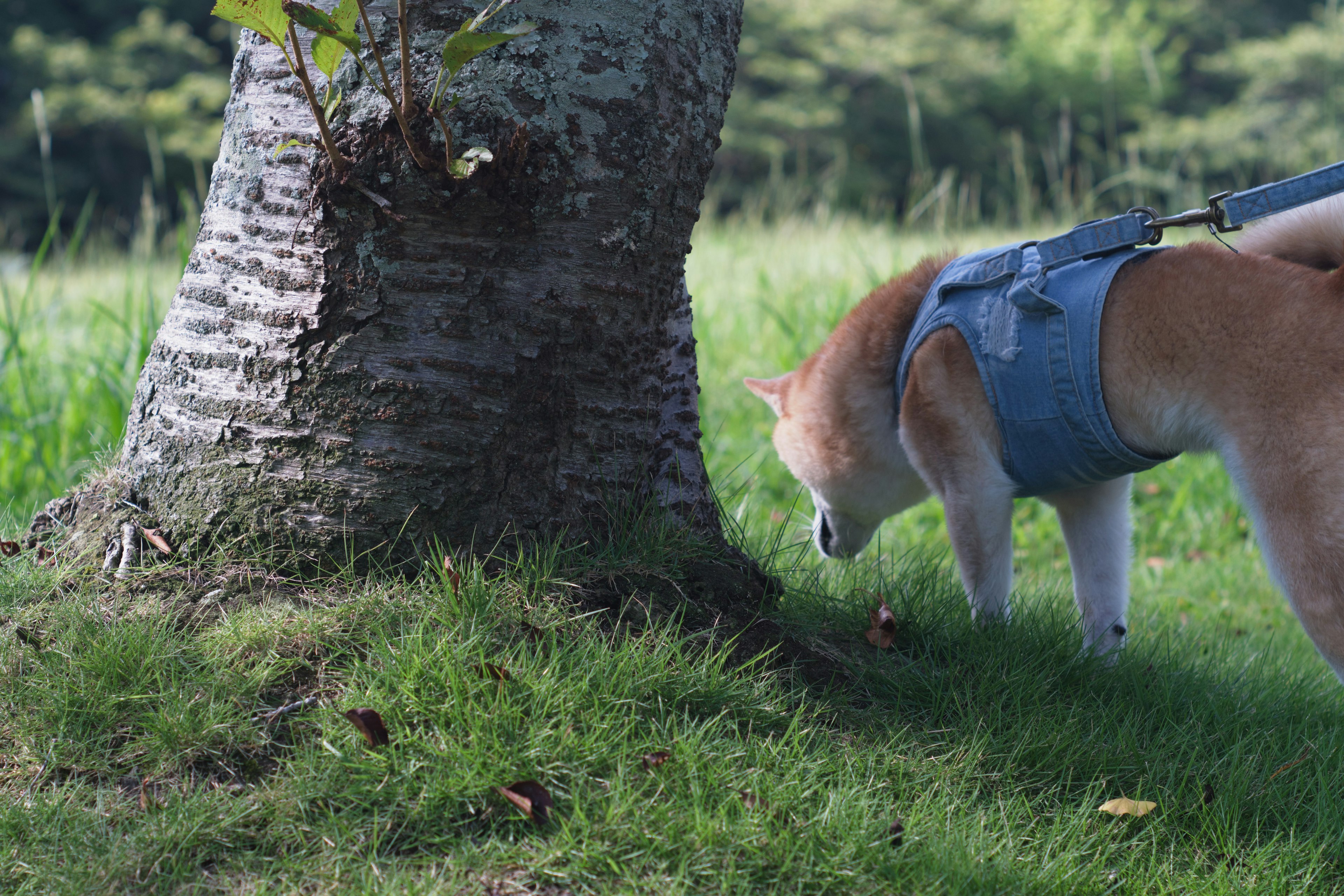 Shiba Inu sniffing near the base of a tree