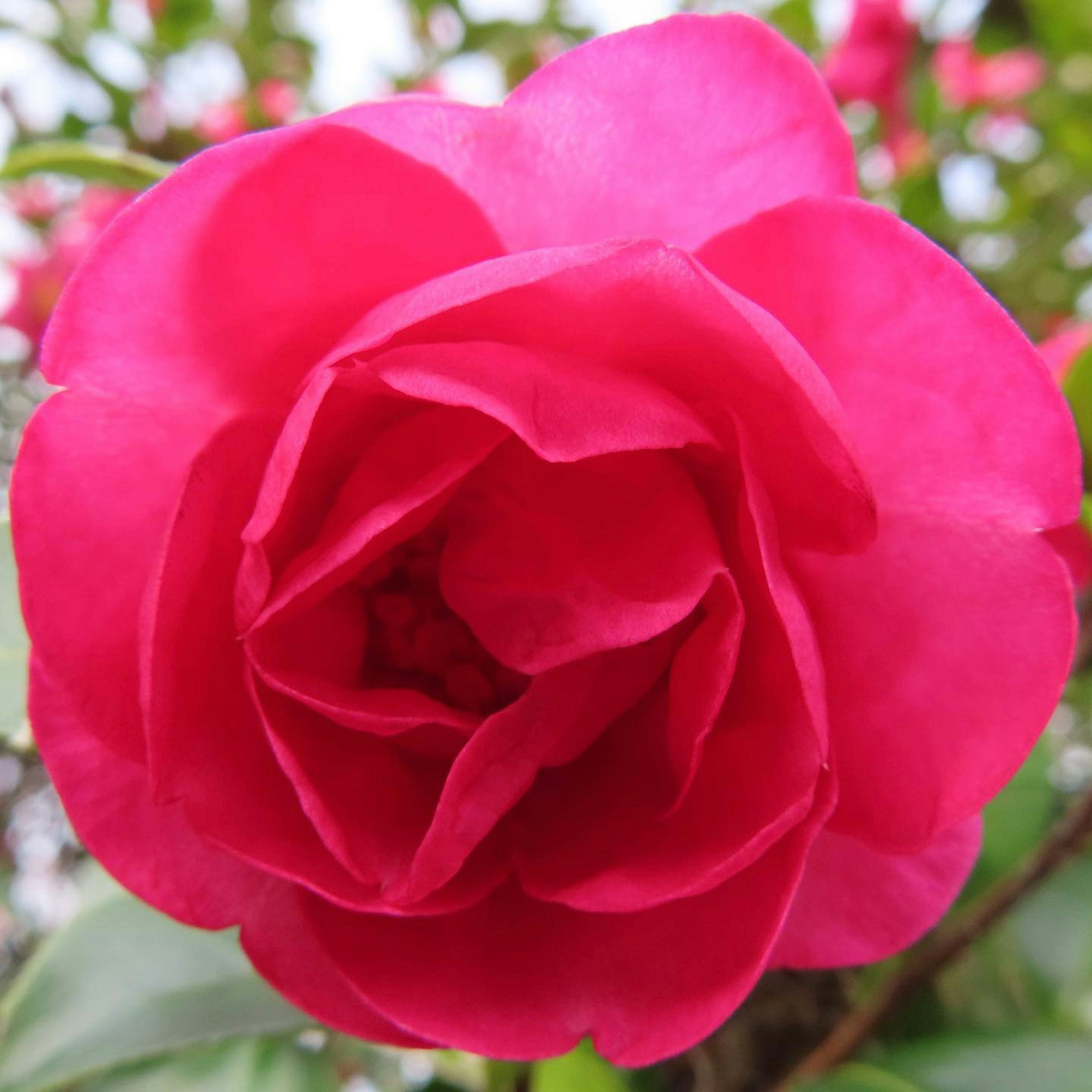 Vibrant pink camellia flower in full bloom