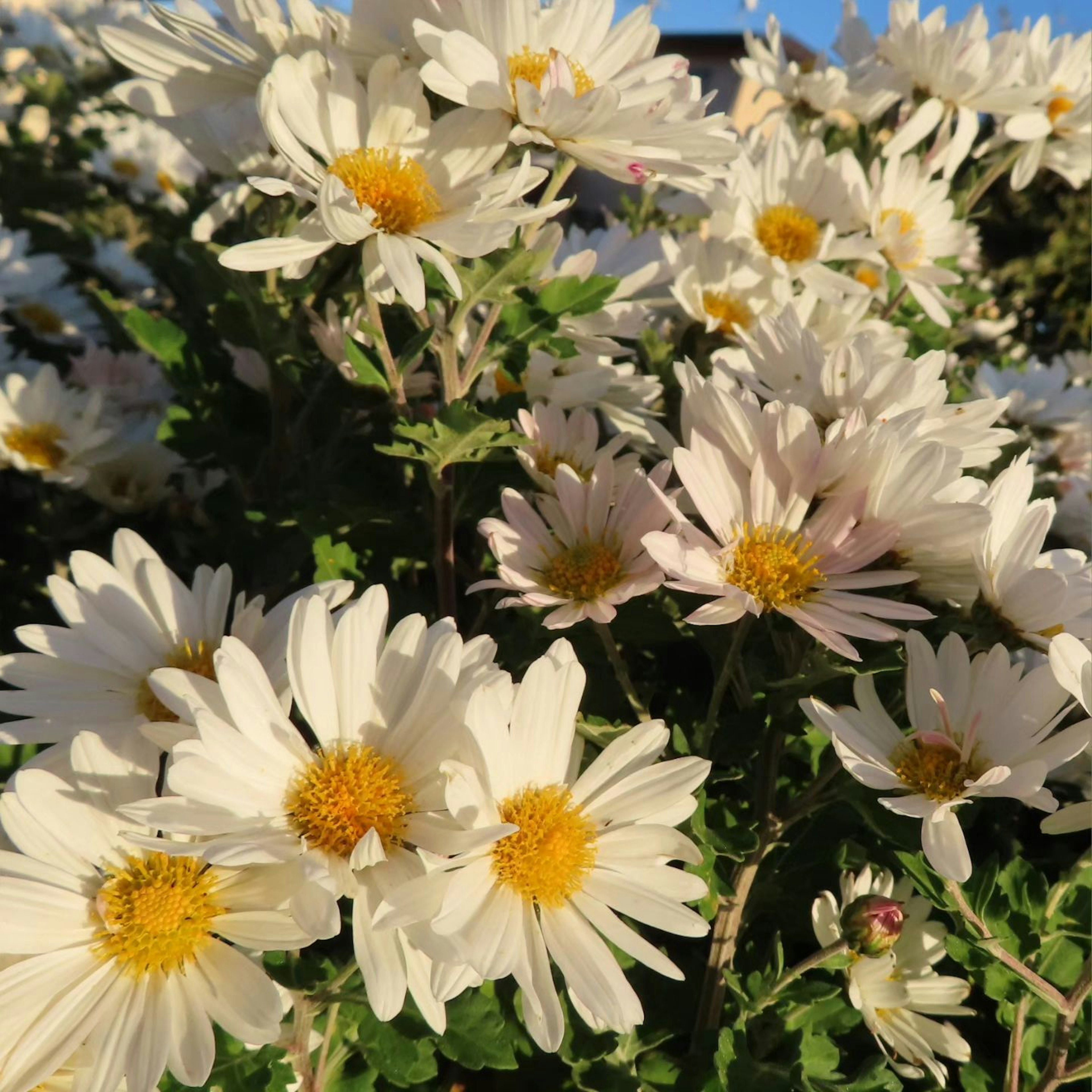 Kumpulan daisy putih dengan pusat kuning