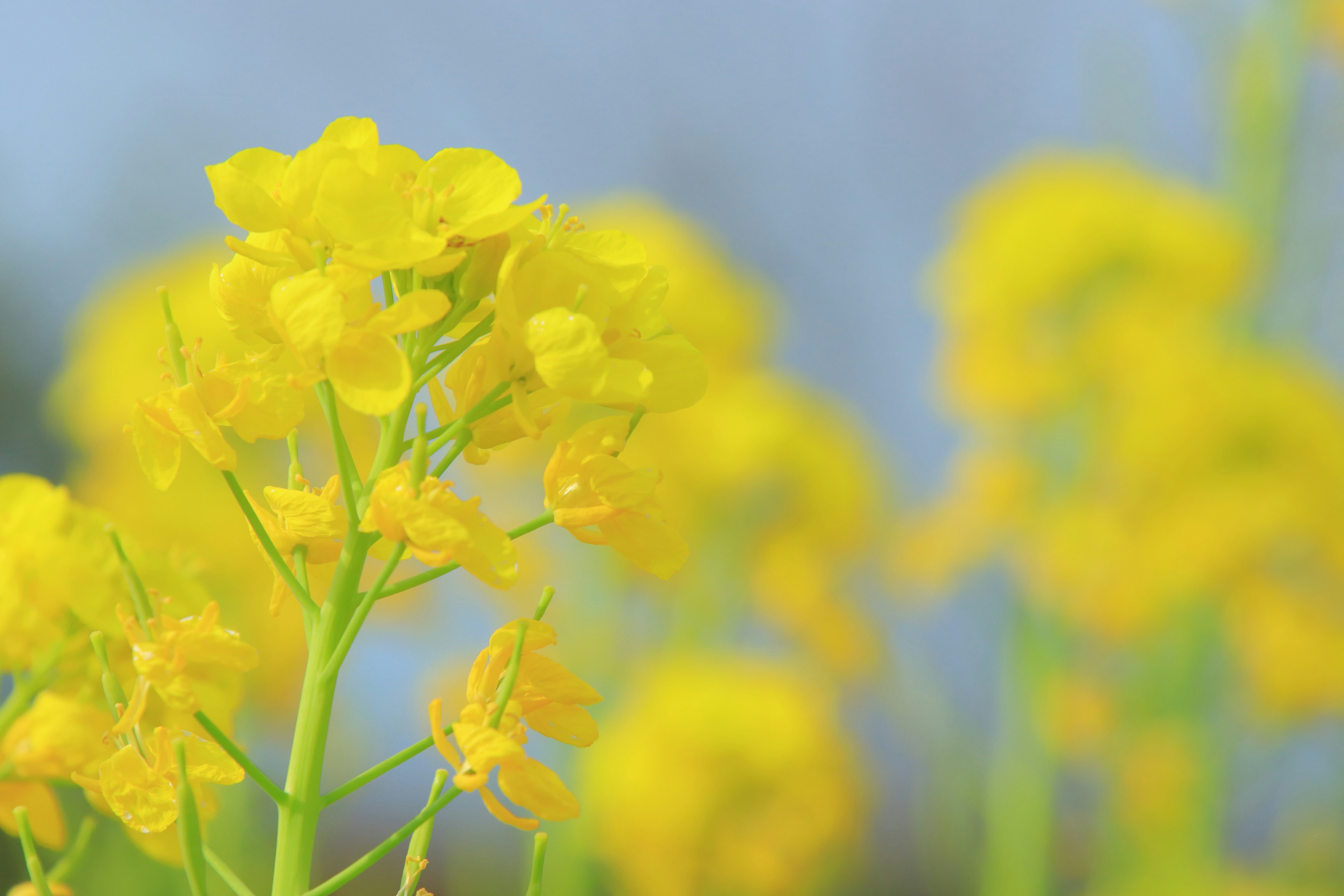 ภาพระยะใกล้ของดอกไม้สีเหลืองสดใสในทุ่ง