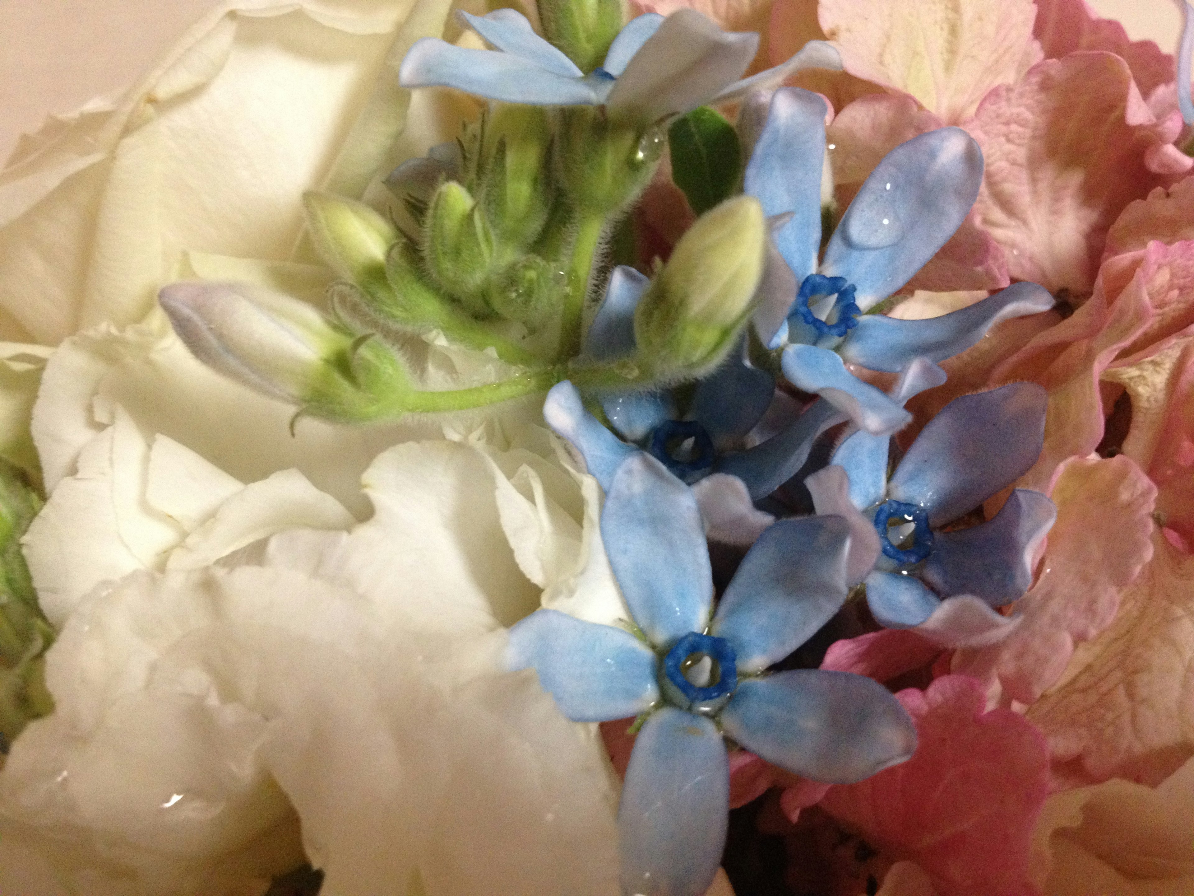 A beautiful arrangement of colorful flowers with blue and pink blossoms