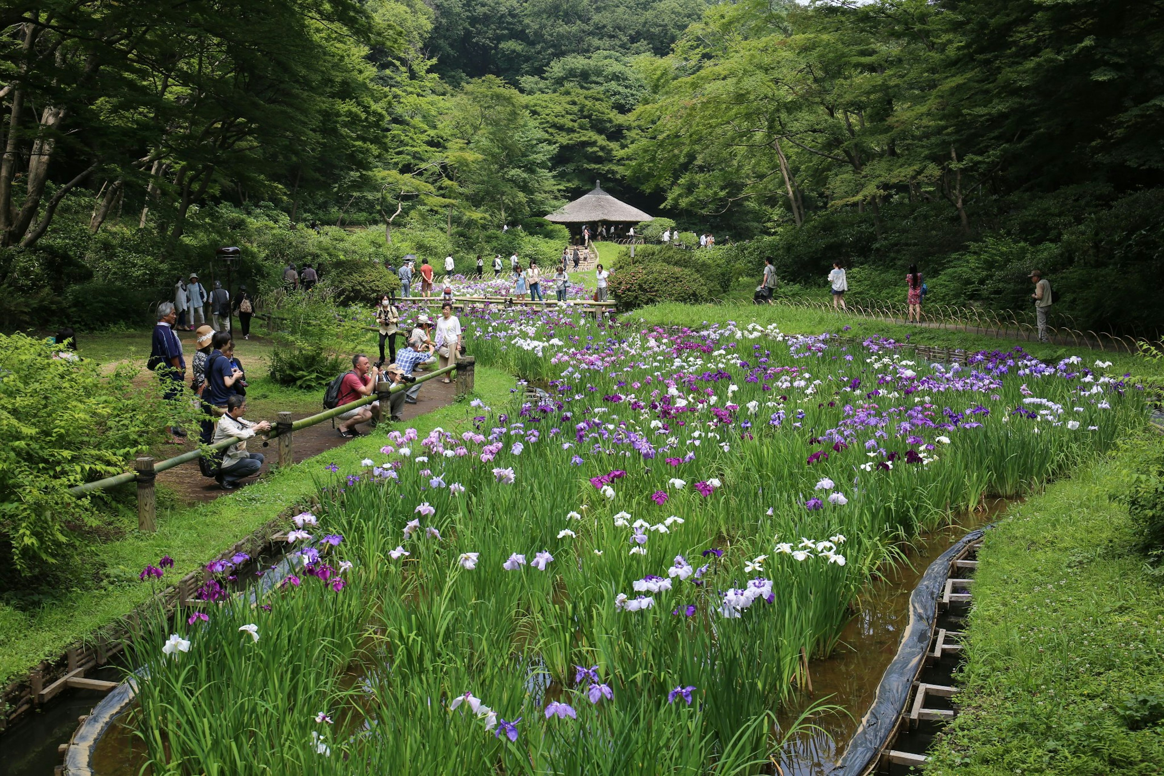 A serene garden scene with blooming flowers around a pond and people enjoying the surroundings