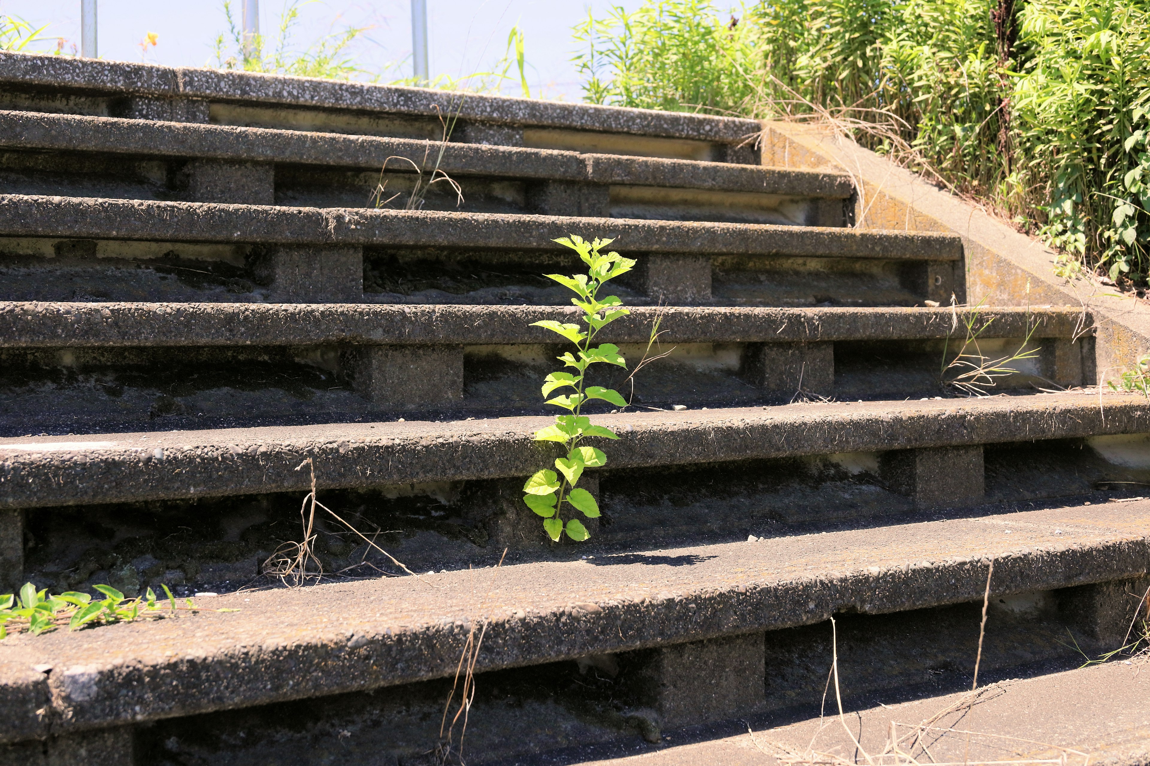 A small green plant growing on concrete stairs surrounded by grass