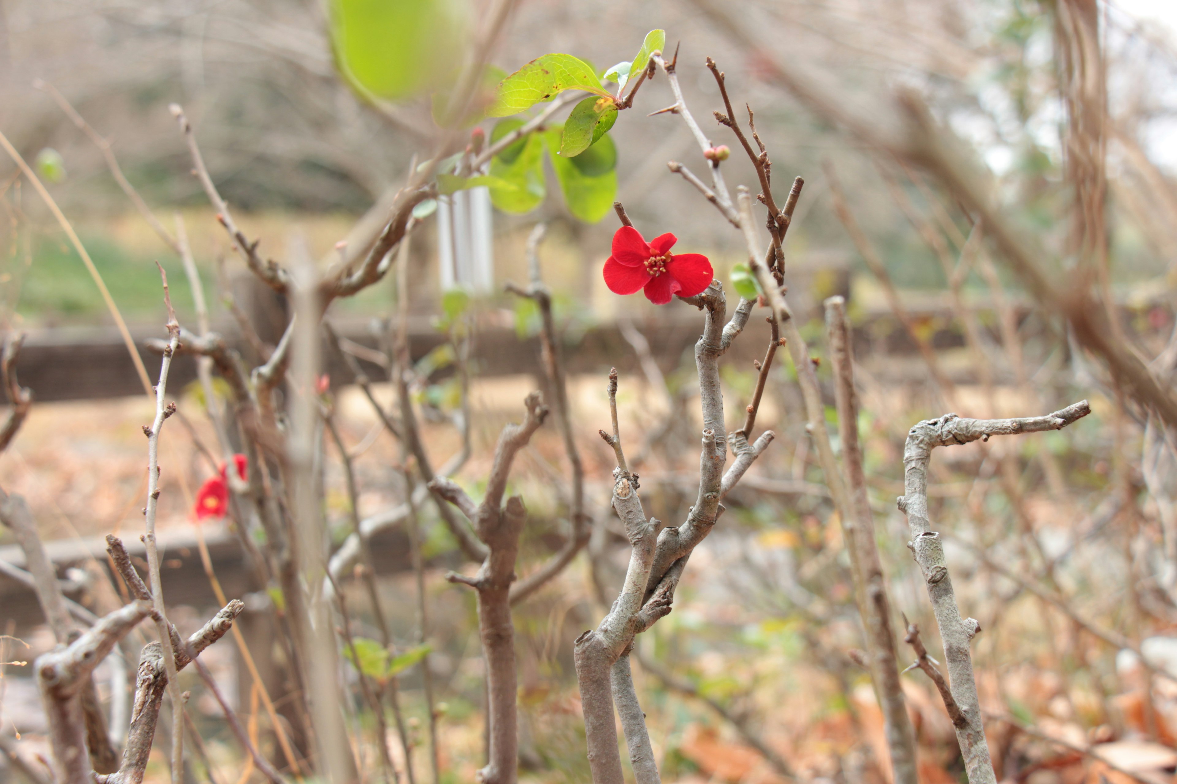 Flores rojas floreciendo en ramas secas en un jardín