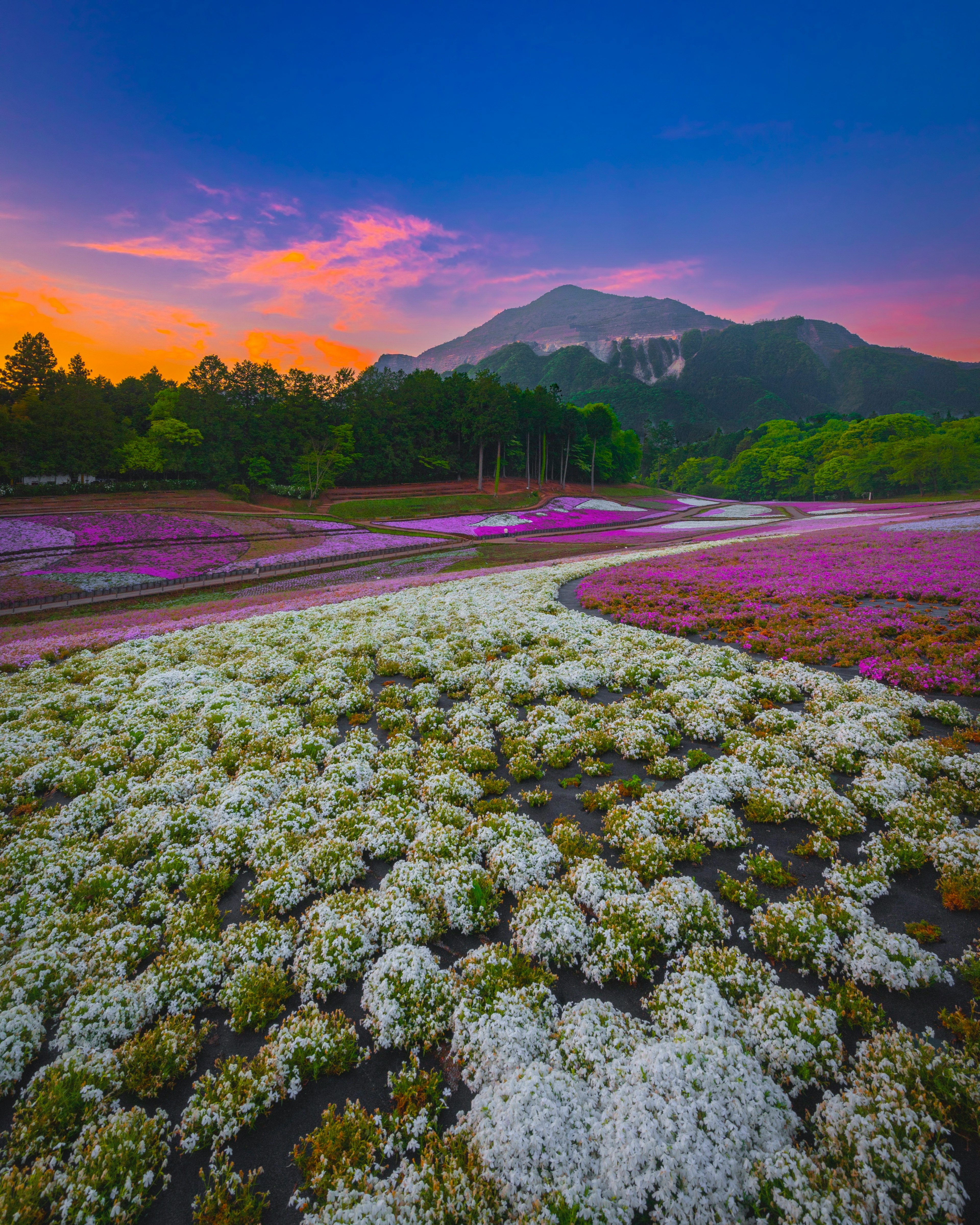 Vibrant flower fields with a mountain backdrop during sunset