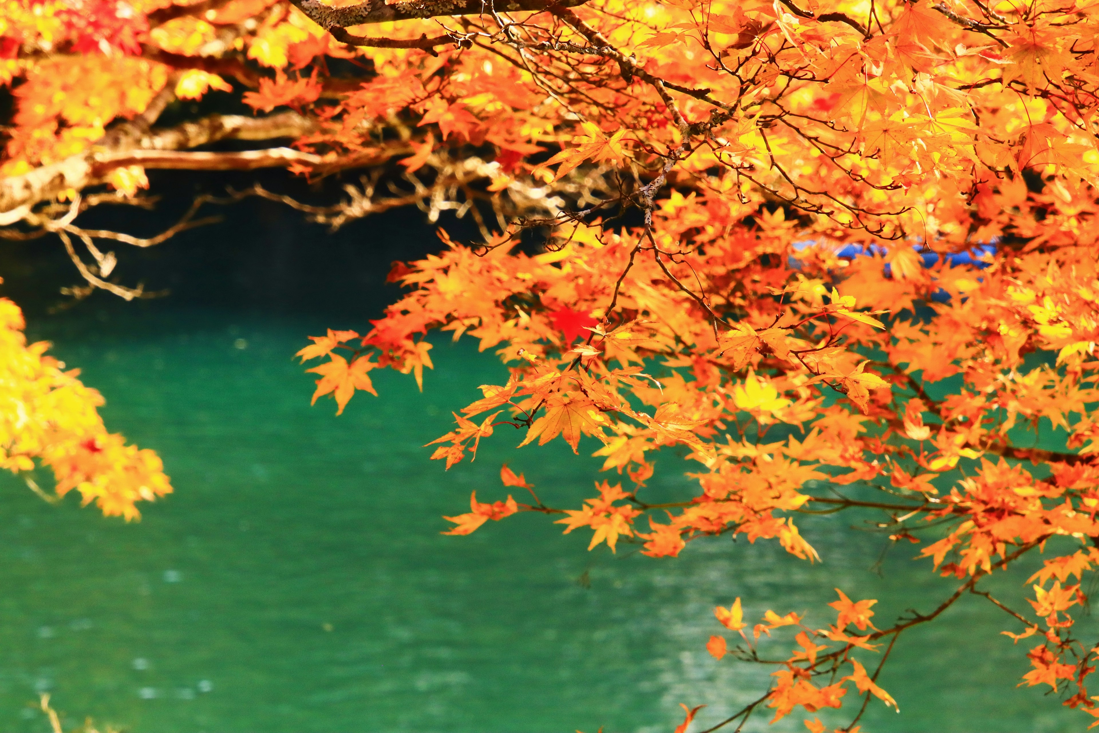 Herbstlaub mit leuchtend orangefarbenen Blättern über türkisfarbenem Wasser