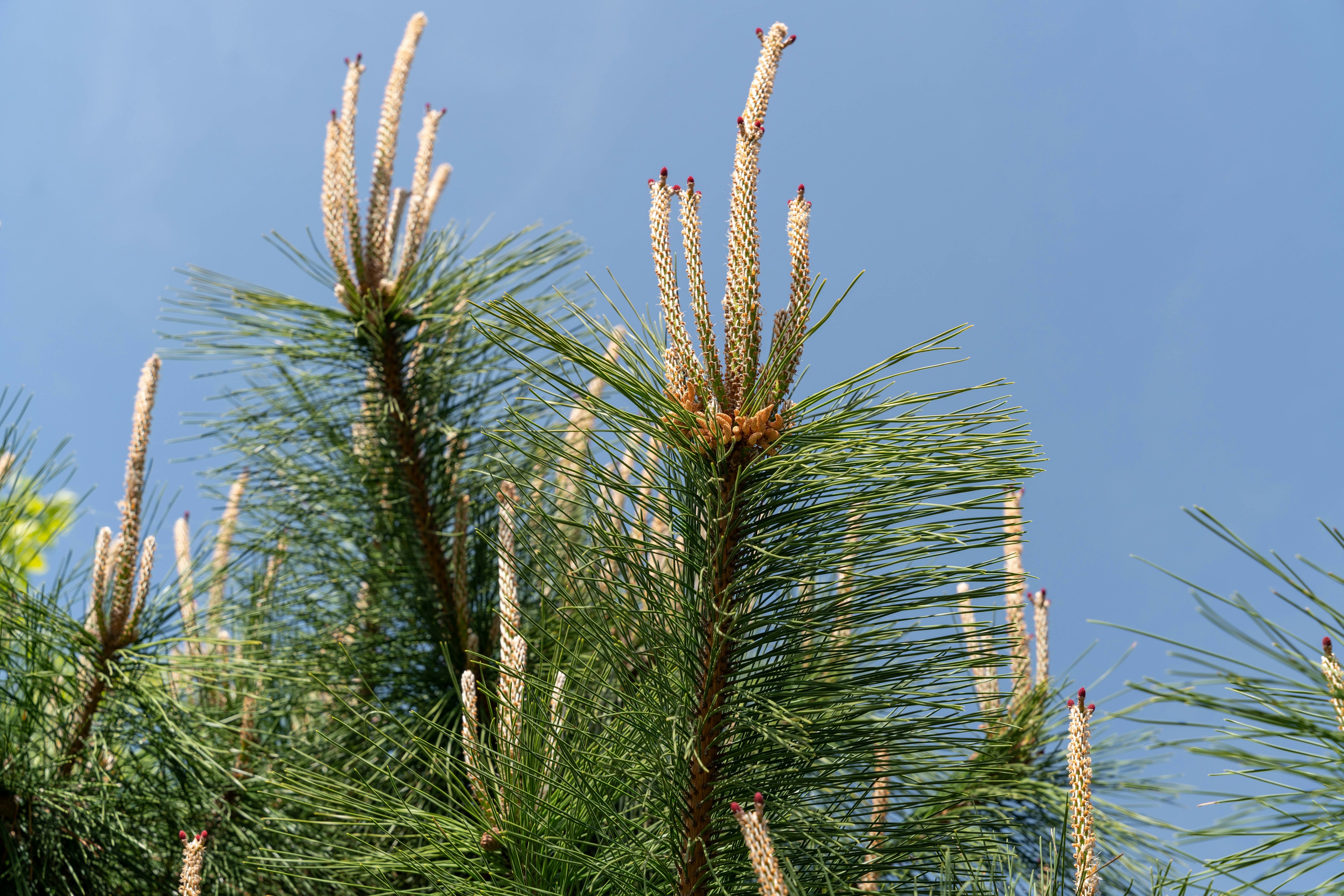 Pine tree new shoots against a clear blue sky