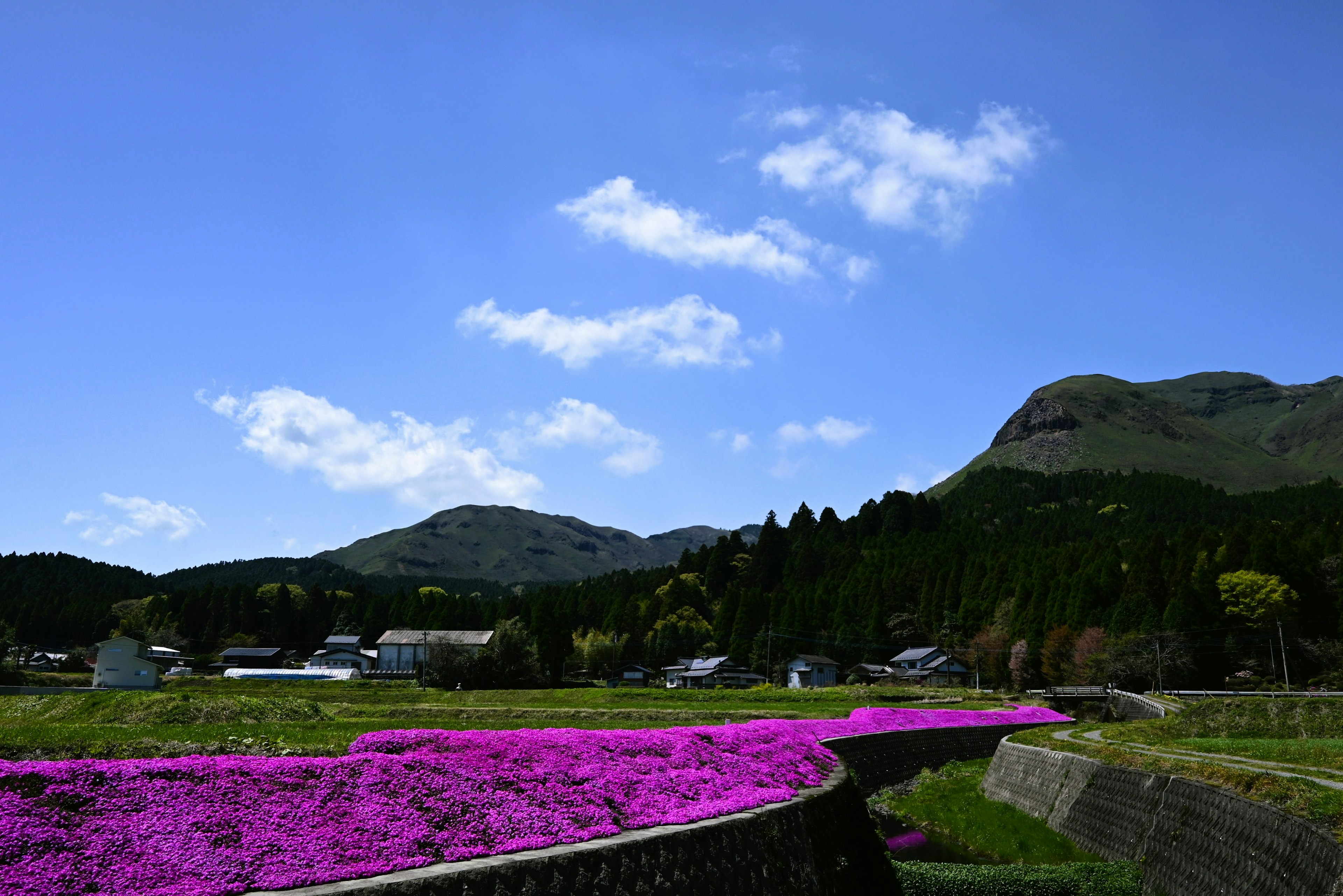 青空と紫の花畑を背景にした山の風景