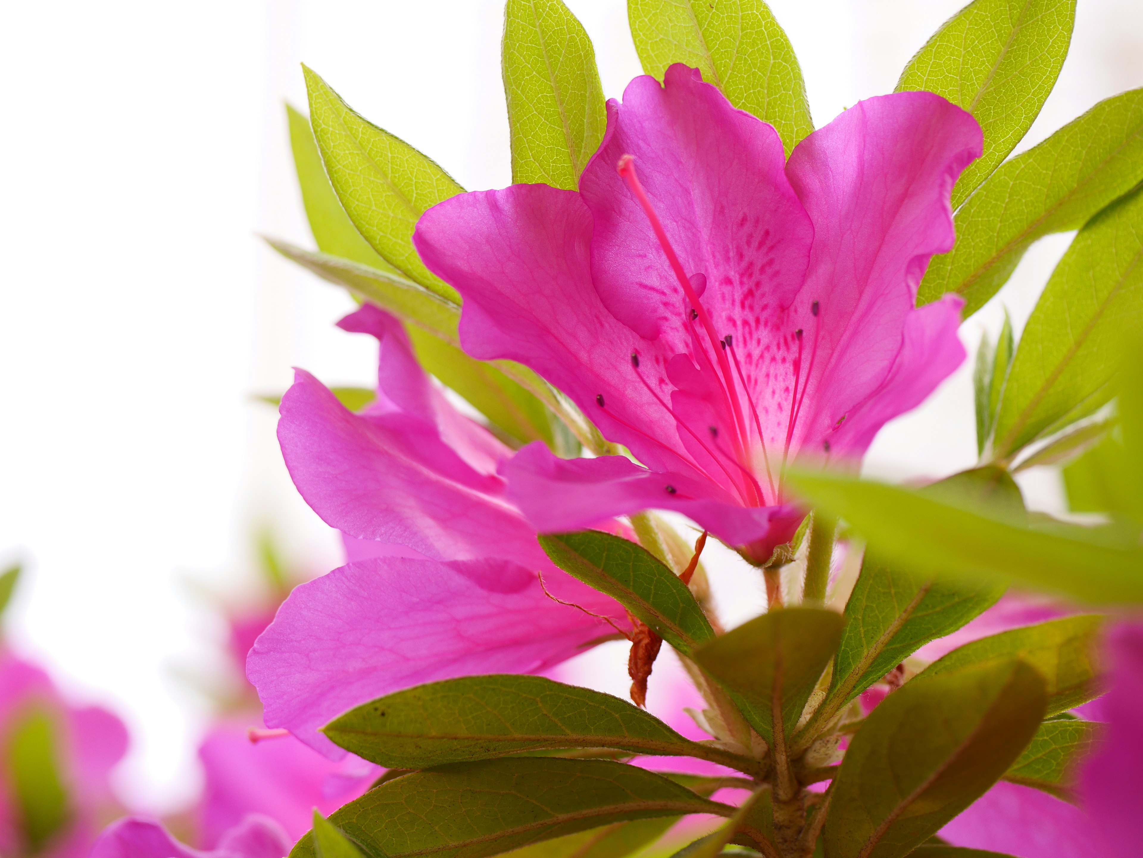 Primo piano di fiori di azalea rosa vivaci con foglie verdi