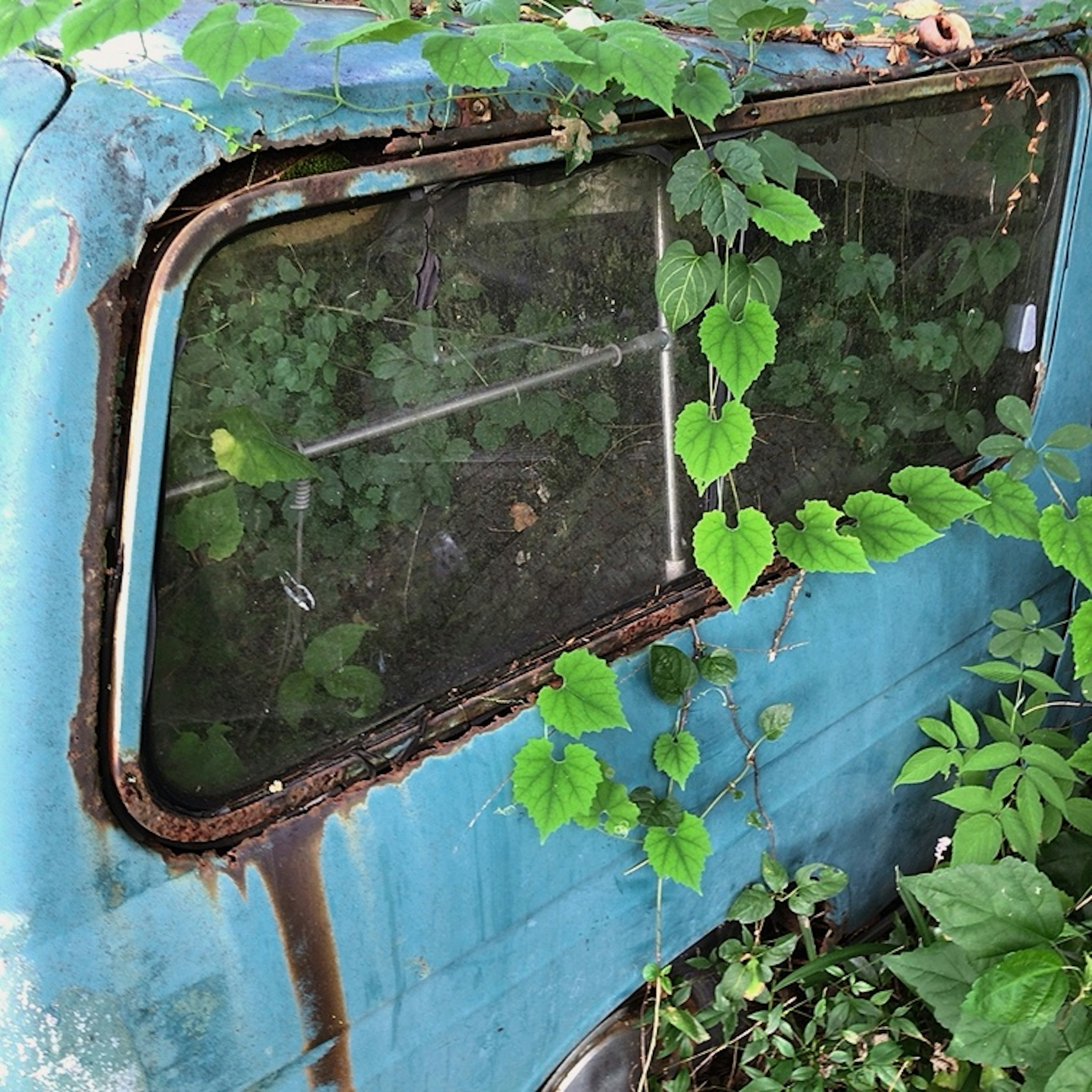 Rusty blue vehicle window surrounded by green plants