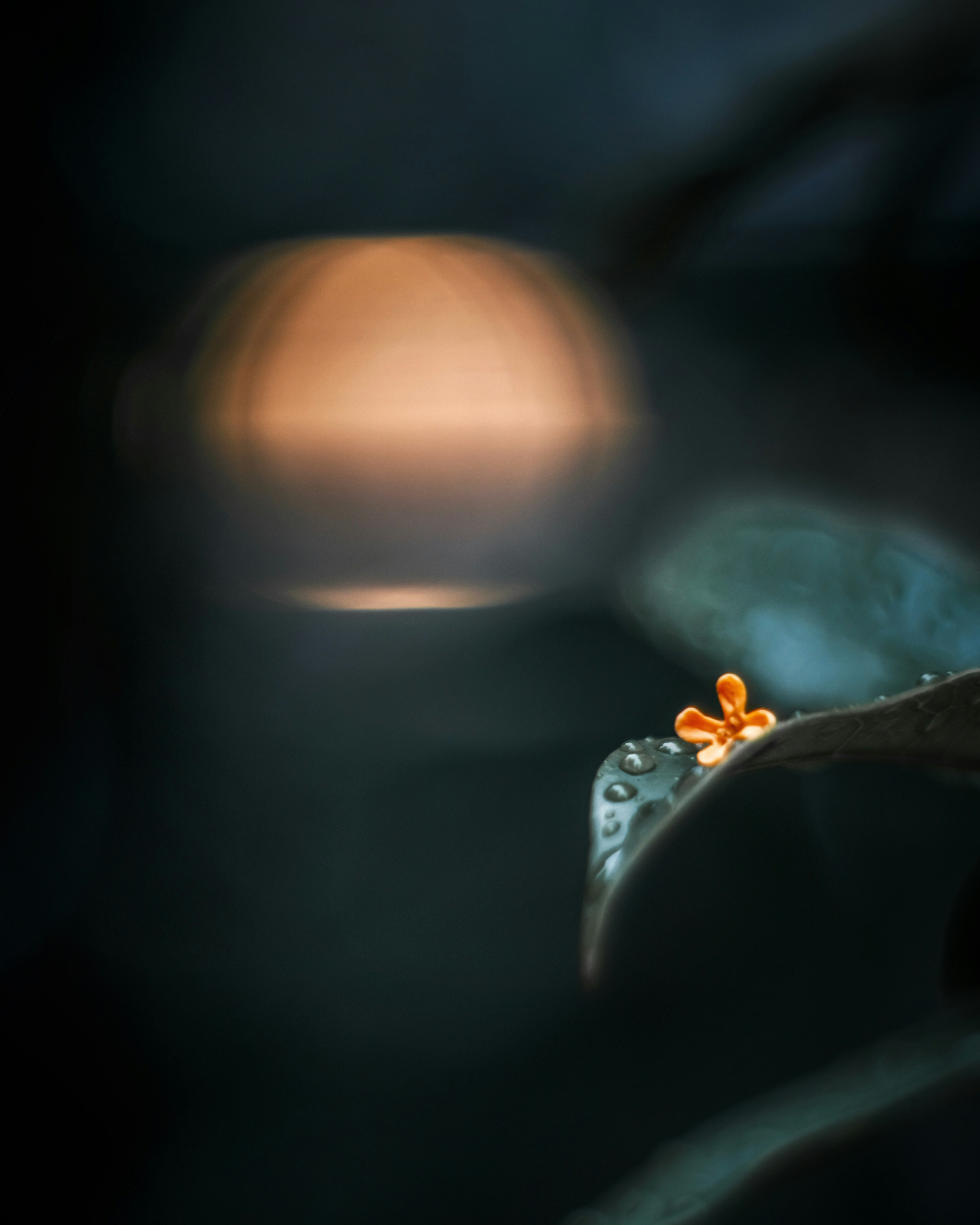 Small orange flower on a leaf against a dark background