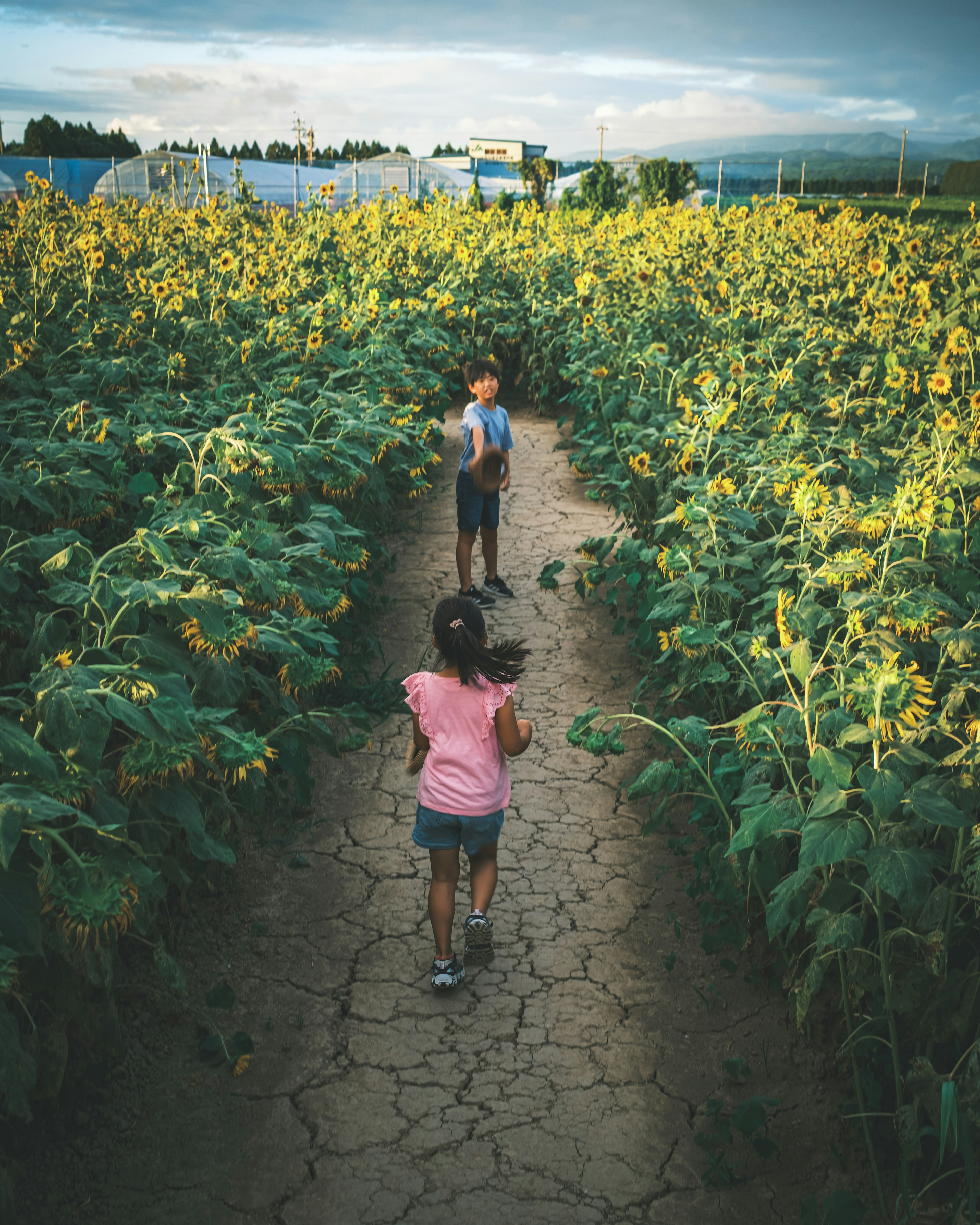 Bambini che camminano in un campo di girasoli