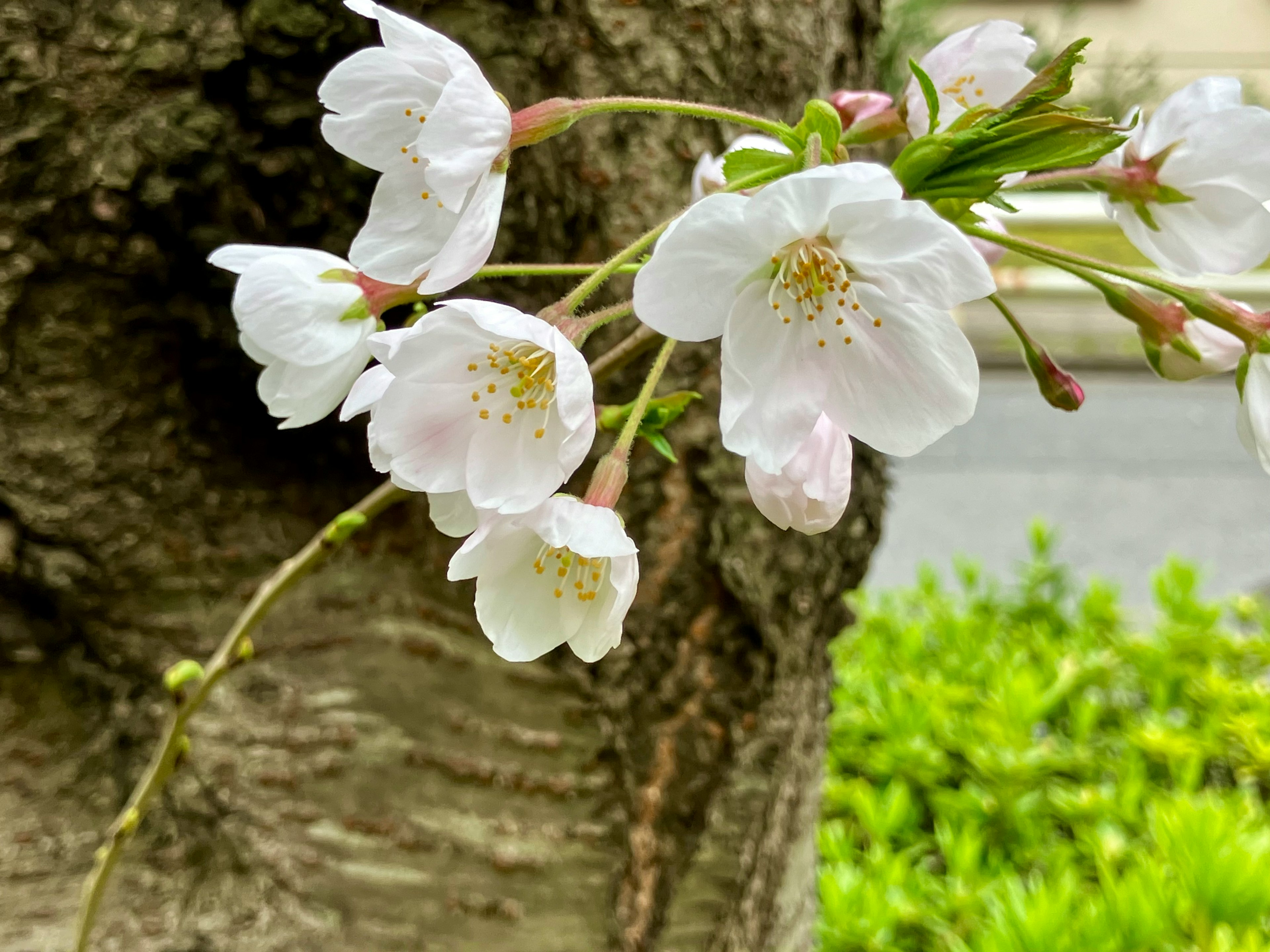 Gros plan de fleurs de cerisier sur un tronc d'arbre avec des fleurs blanches