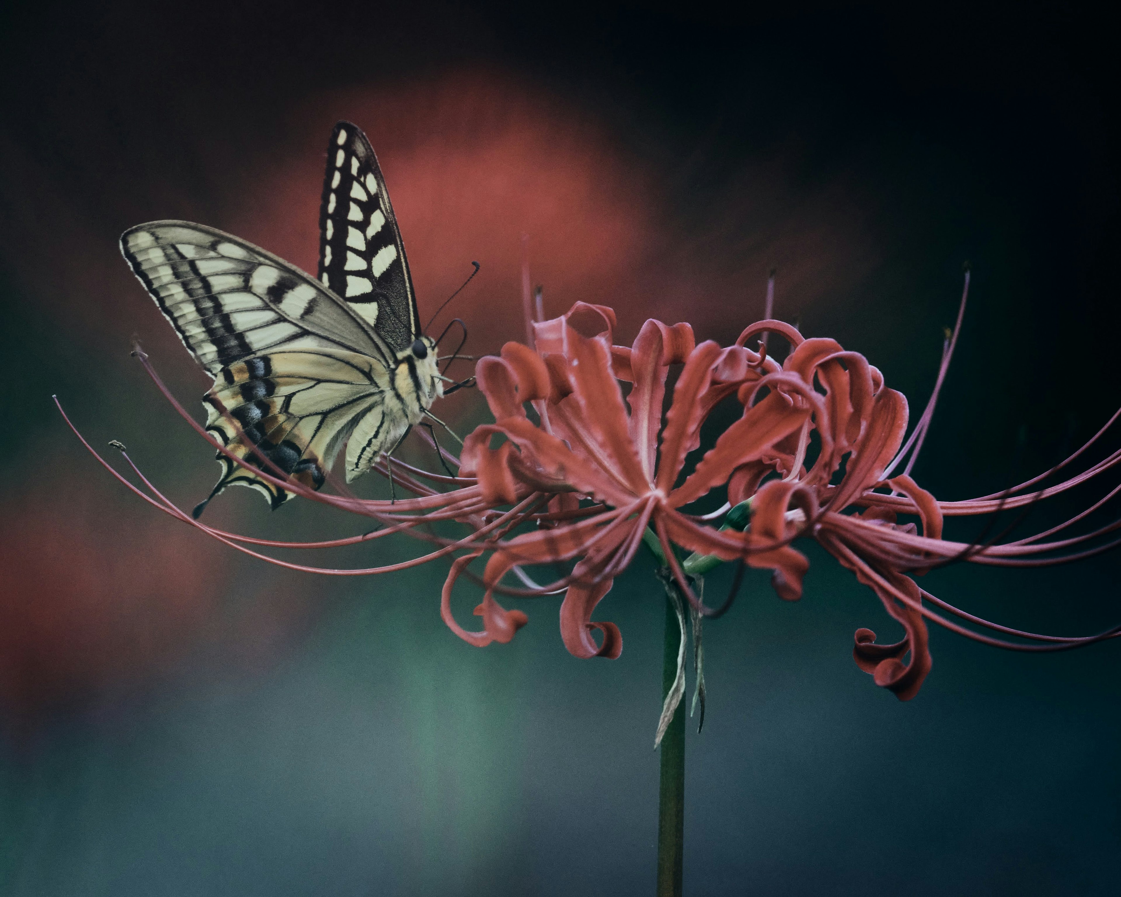 Una mariposa blanca y negra posada sobre una flor roja vibrante en un entorno de ensueño