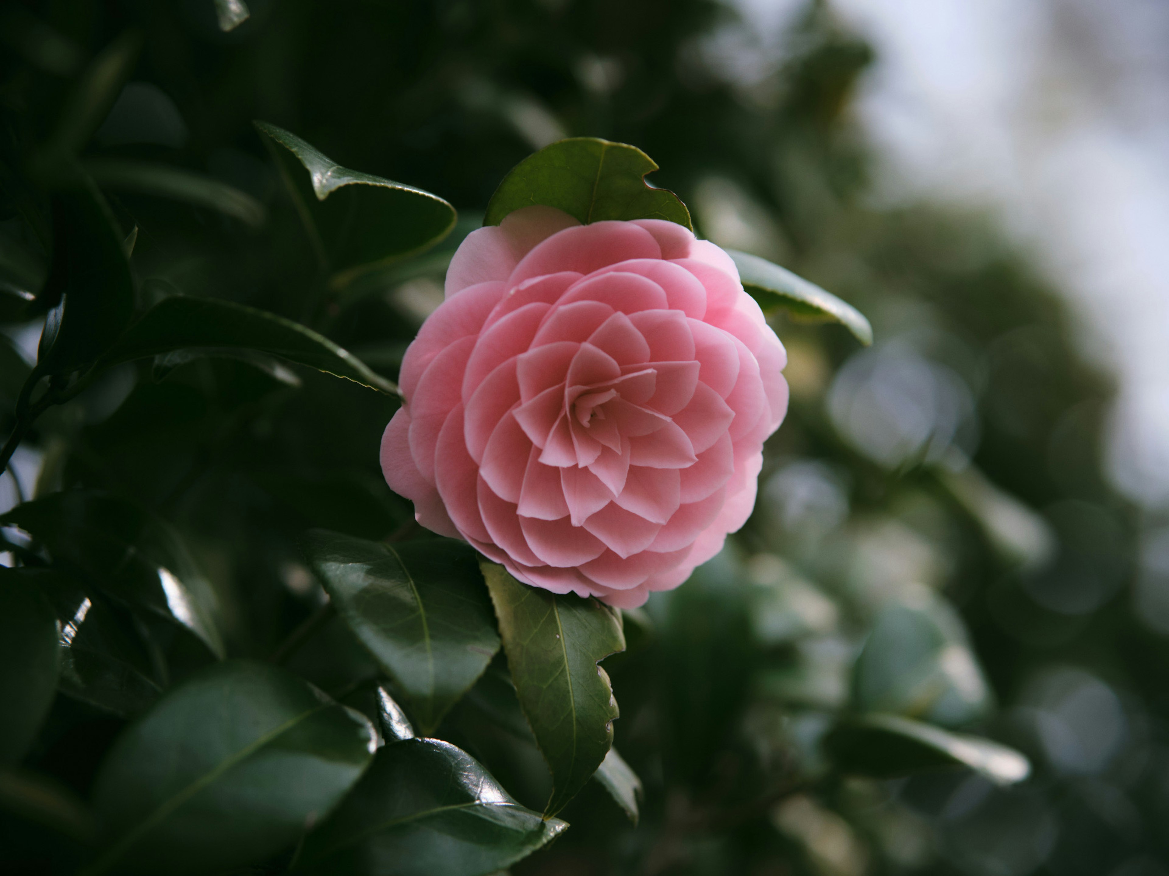 Eine rosa Kamelienblüte, die zwischen grünen Blättern blüht