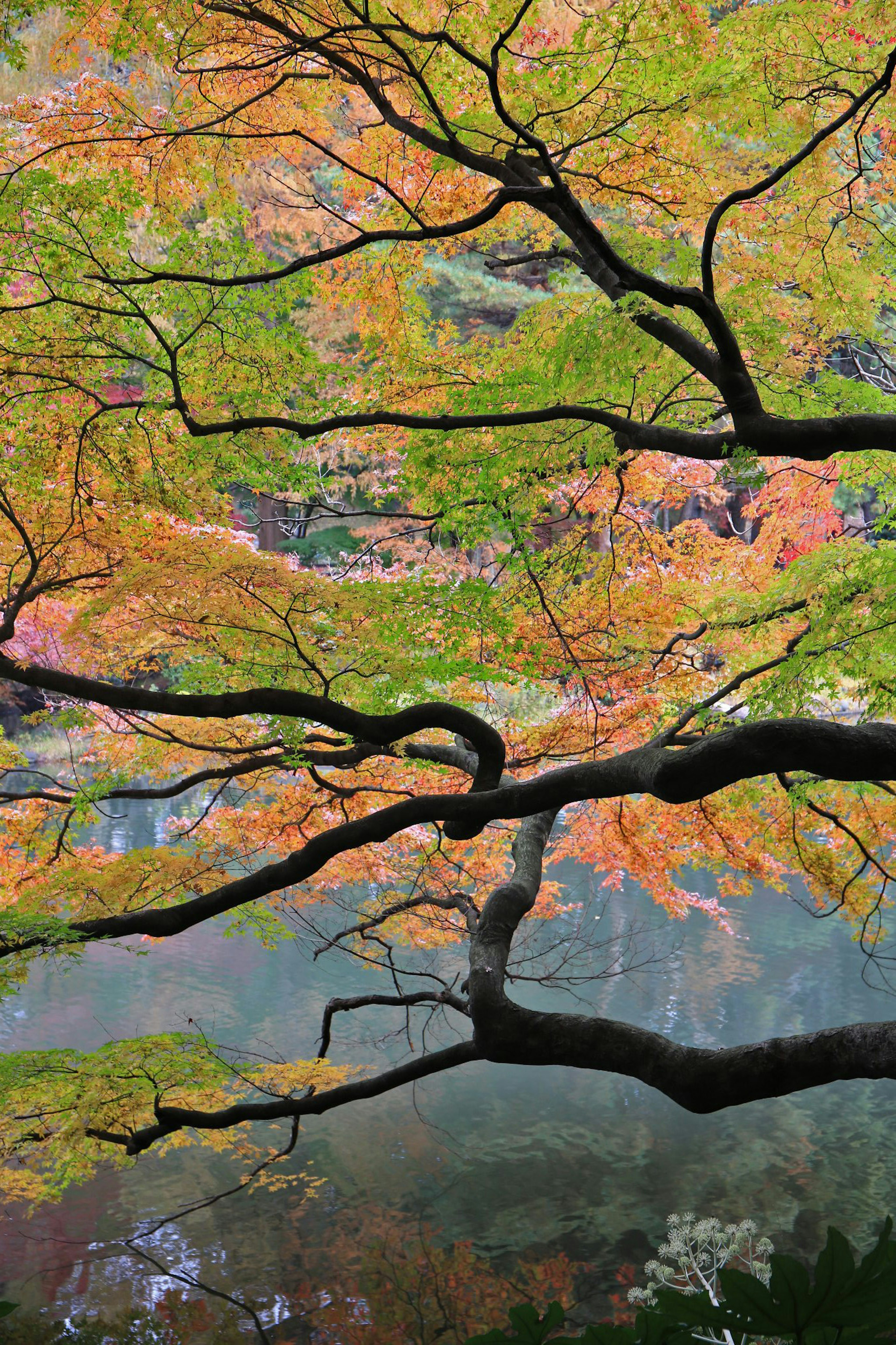 A beautiful landscape featuring branches of a tree with colorful leaves reflecting on the water surface