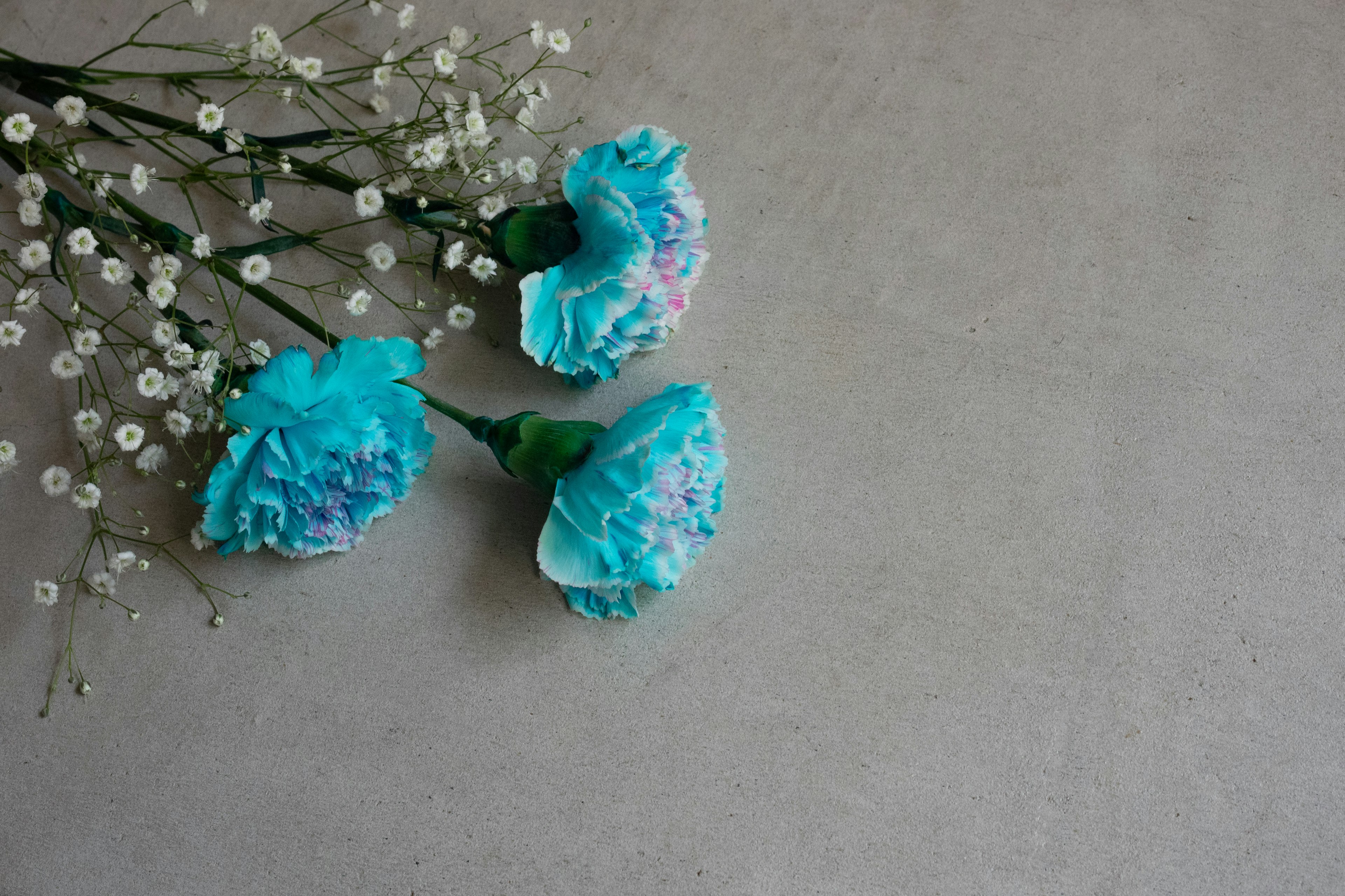 Arrangement de chrysanthèmes bleus et de petites fleurs blanches