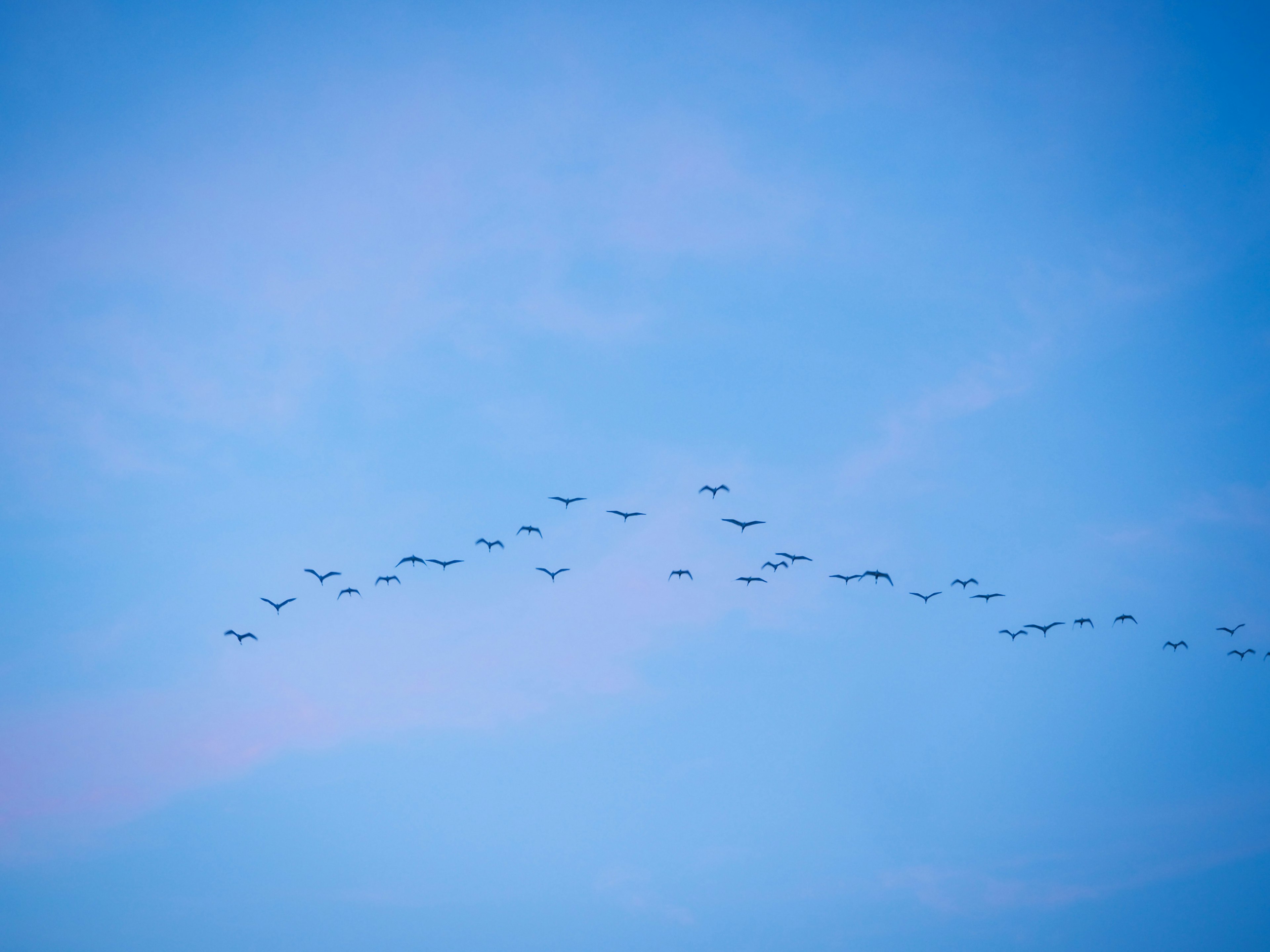 青空に飛ぶ鳥の群れがV字型に並んでいる