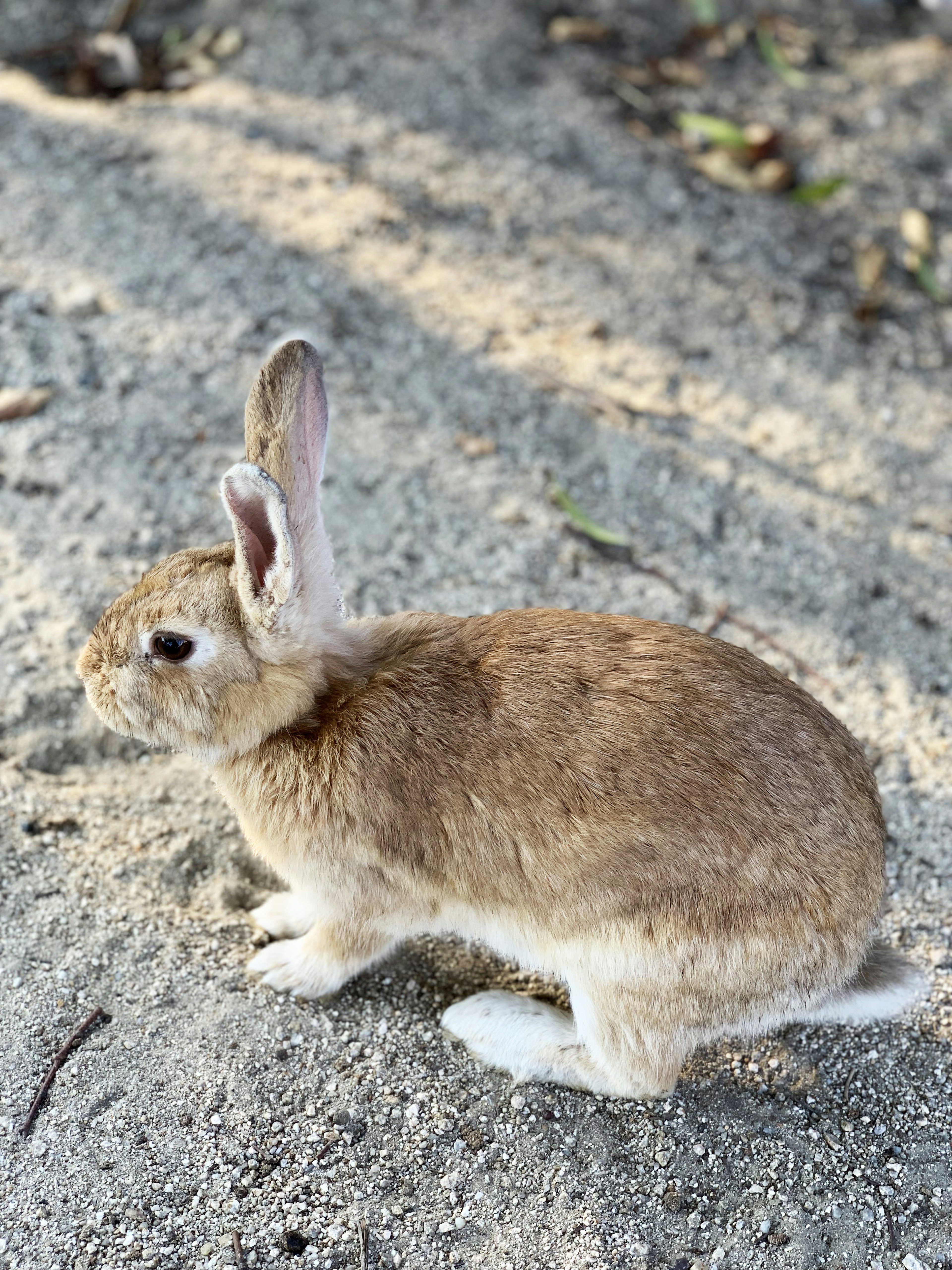 Brauner Hase sitzt auf sandigem Boden