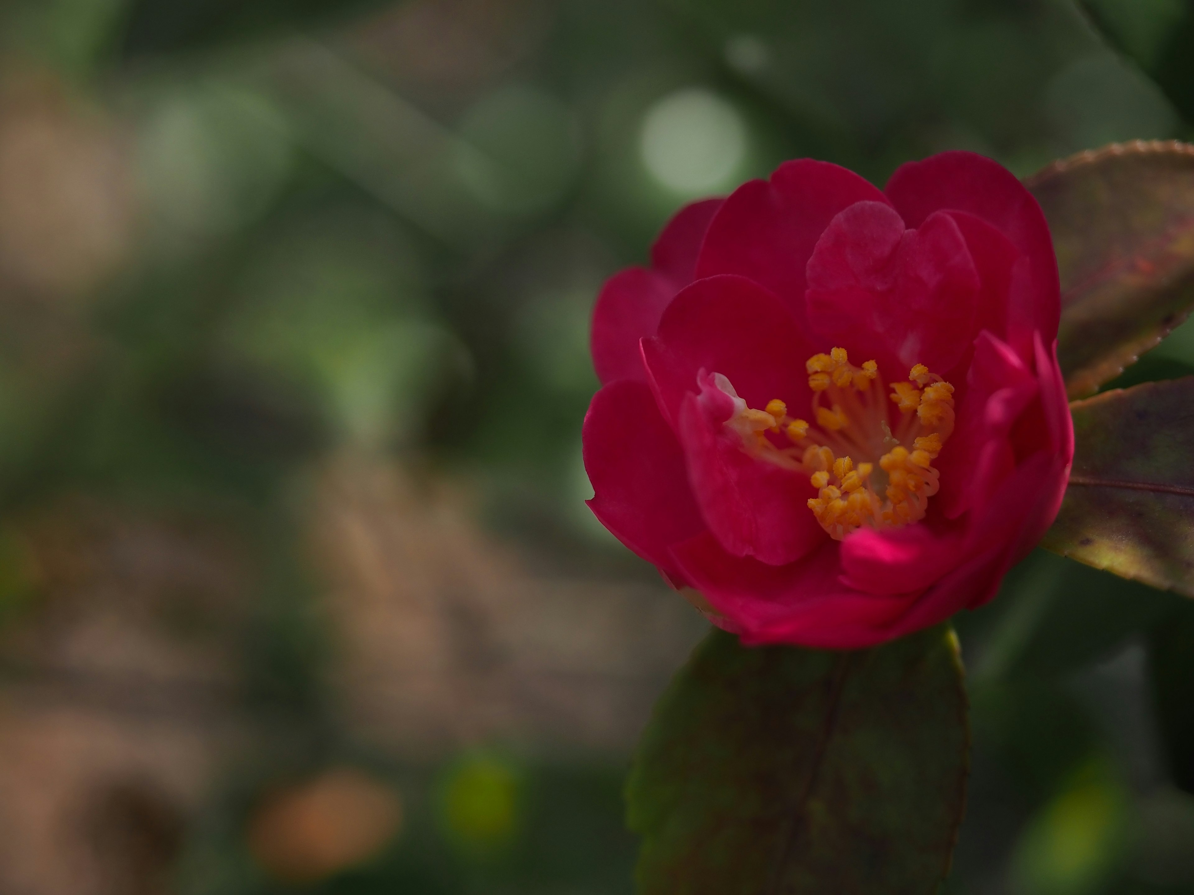 Fleur rouge vif avec des étamines jaunes