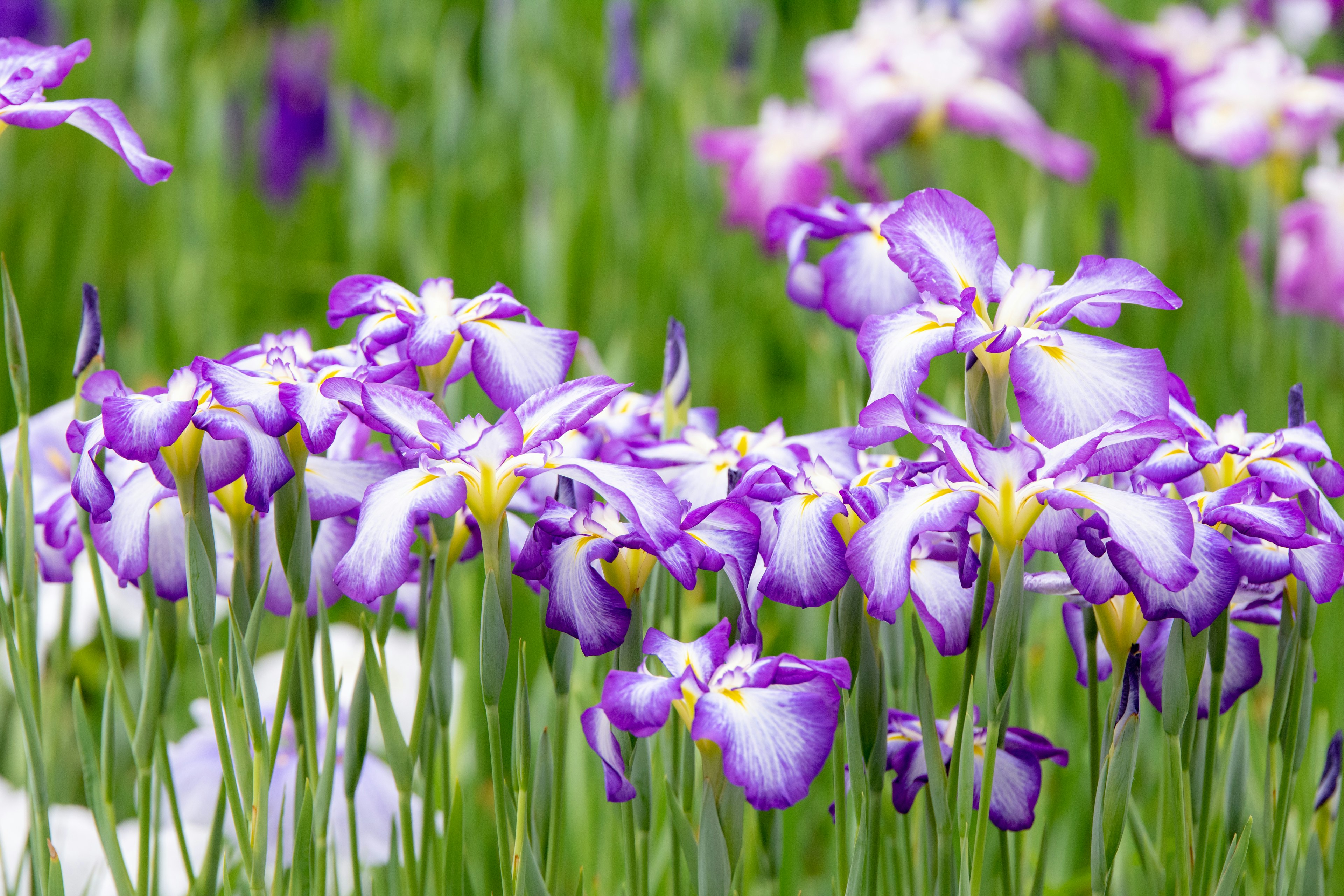 Bellissimo gruppo di fiori di iris viola in fiore