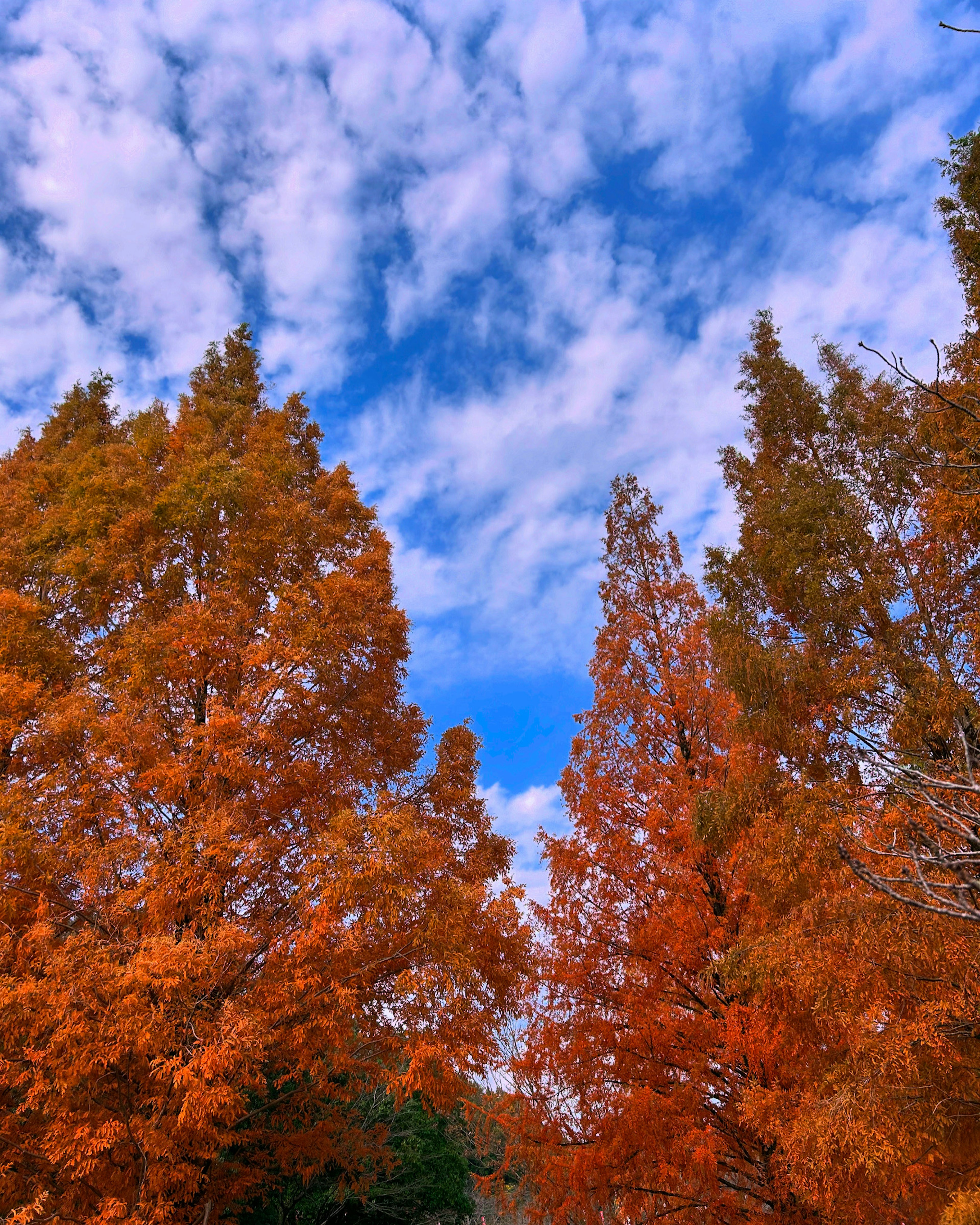 青空と白い雲に囲まれた紅葉の木々の風景