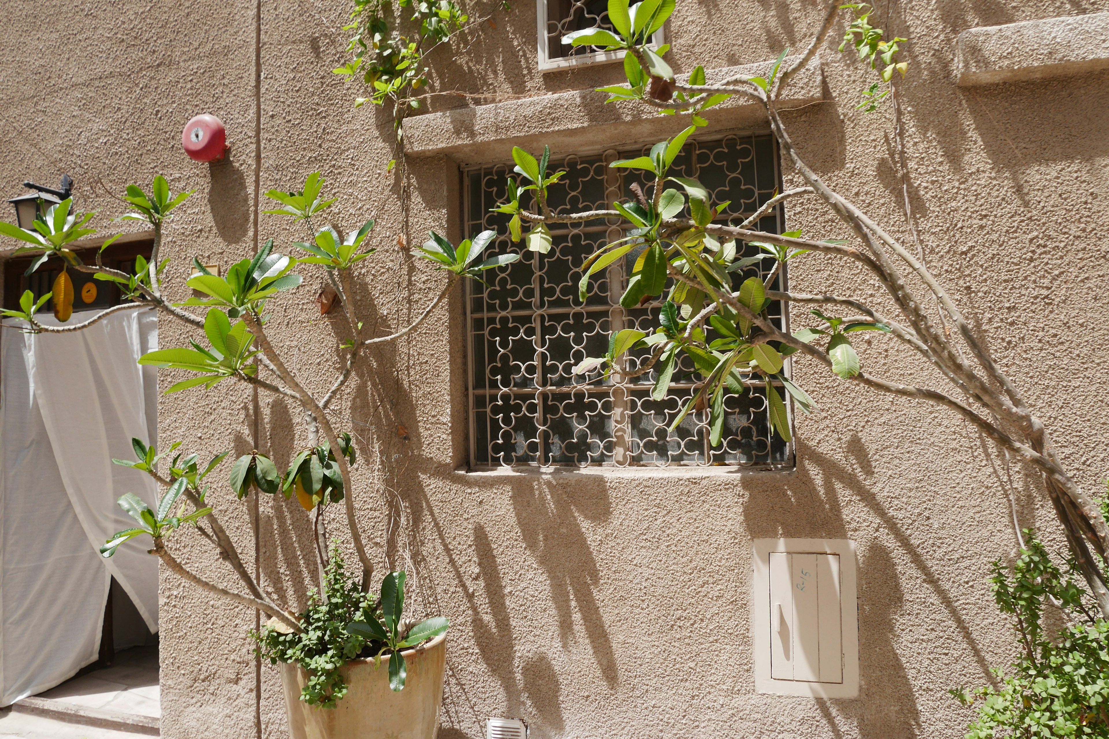 Finestra decorativa su un muro di un edificio mediorientale con piante circostanti