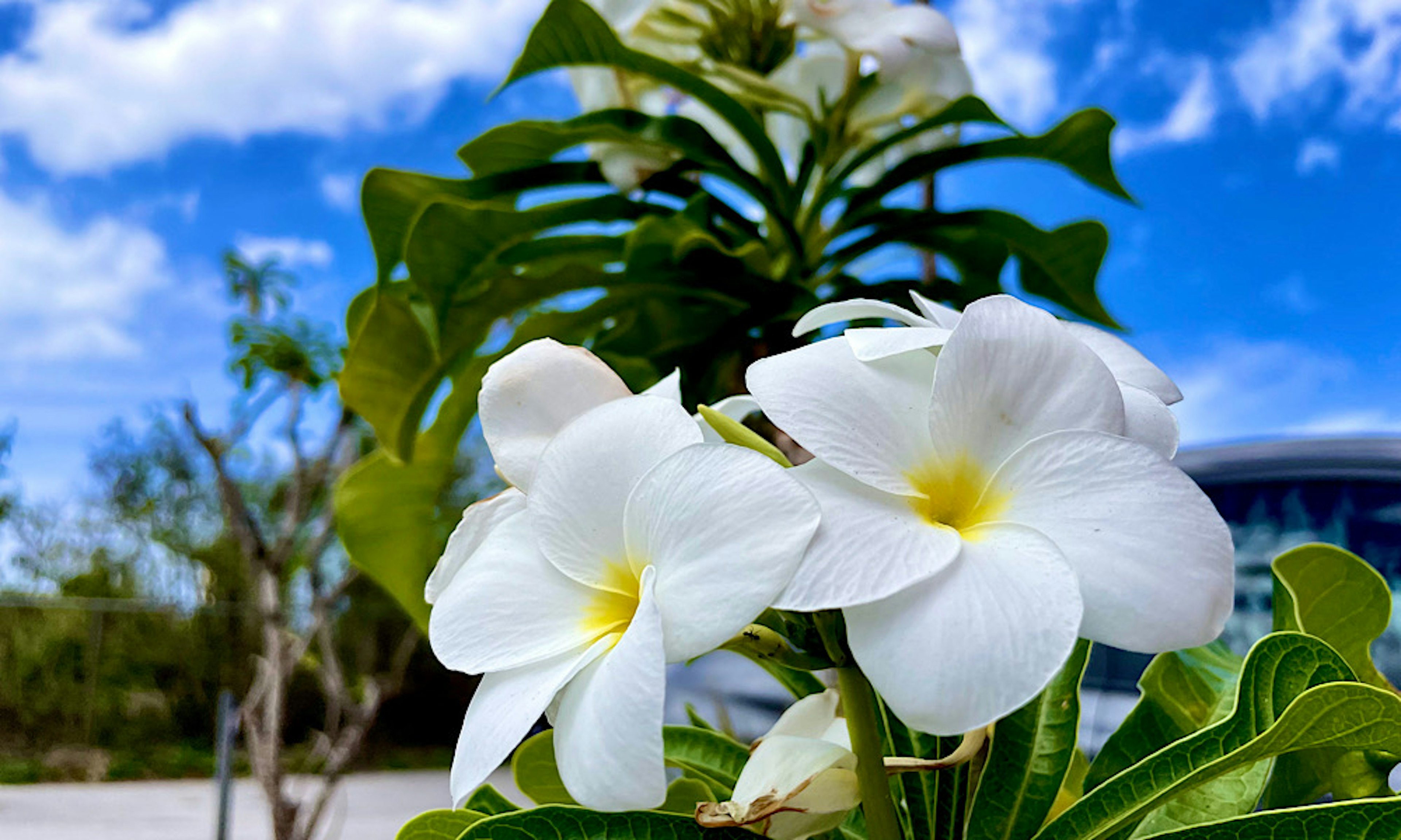 Weiße Blumen mit gelben Zentren umgeben von grünen Blättern und blauem Himmel