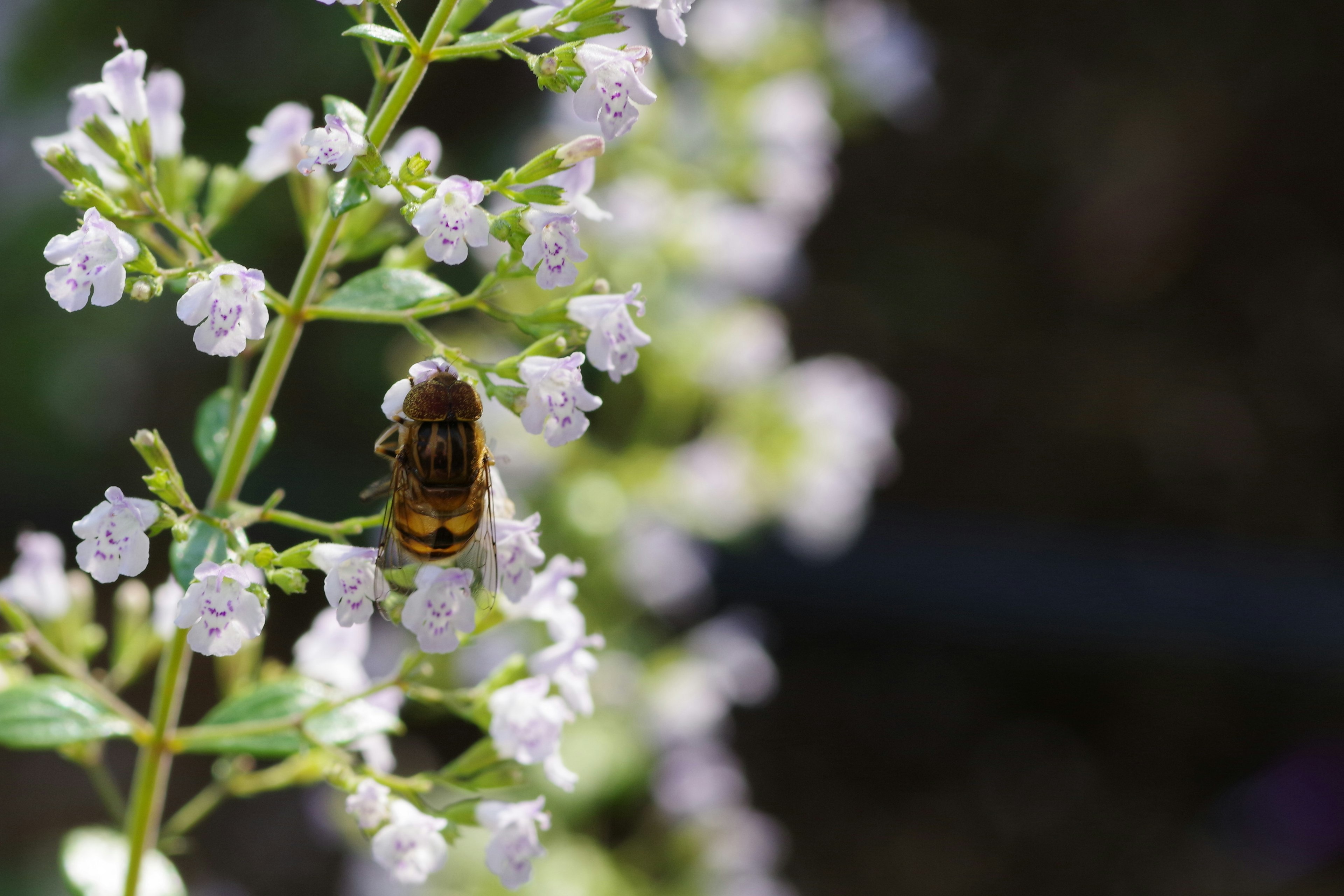 Une abeille récoltant du nectar sur de petites fleurs violettes