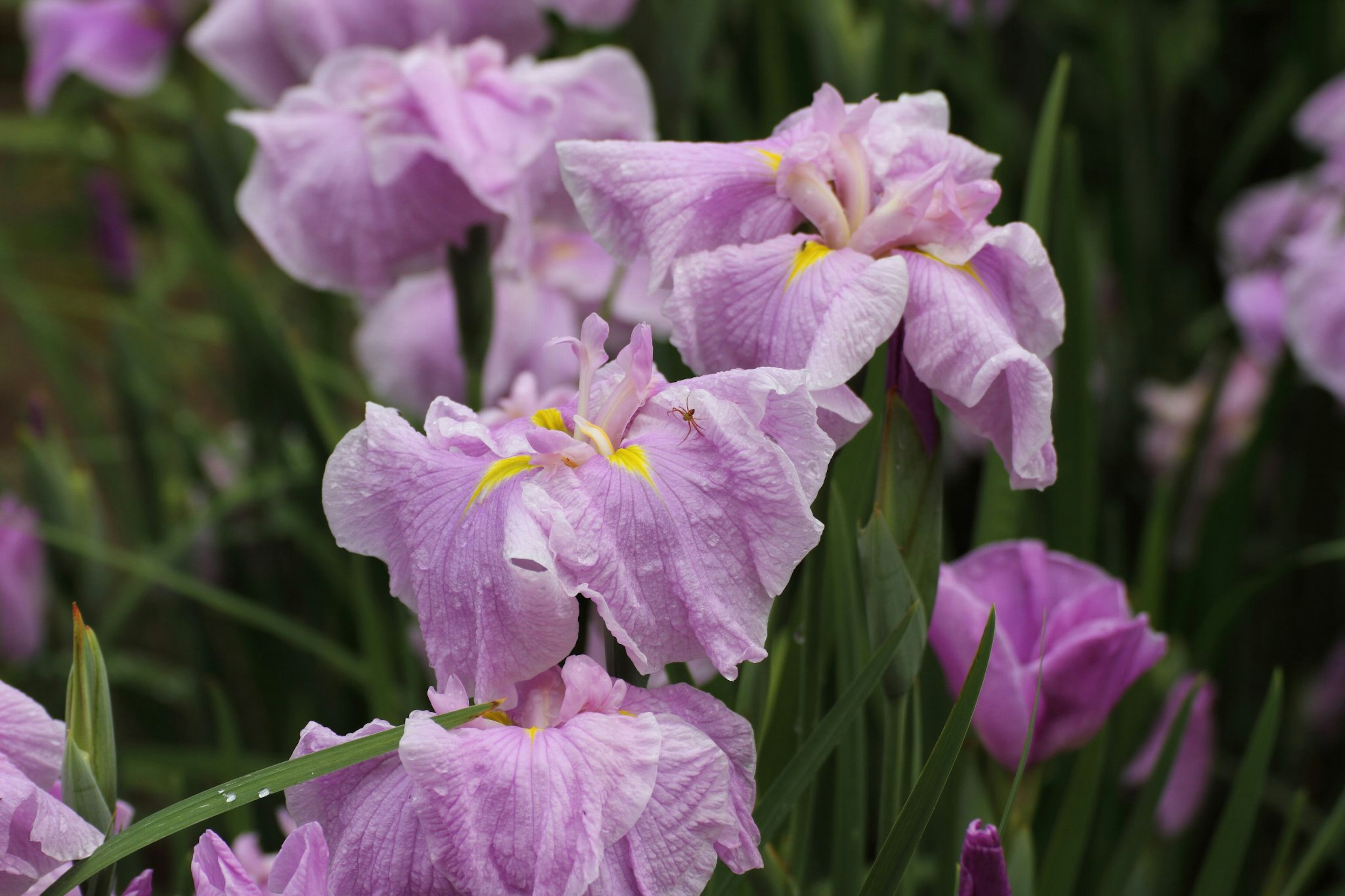 Iris flowers with purple petals blooming