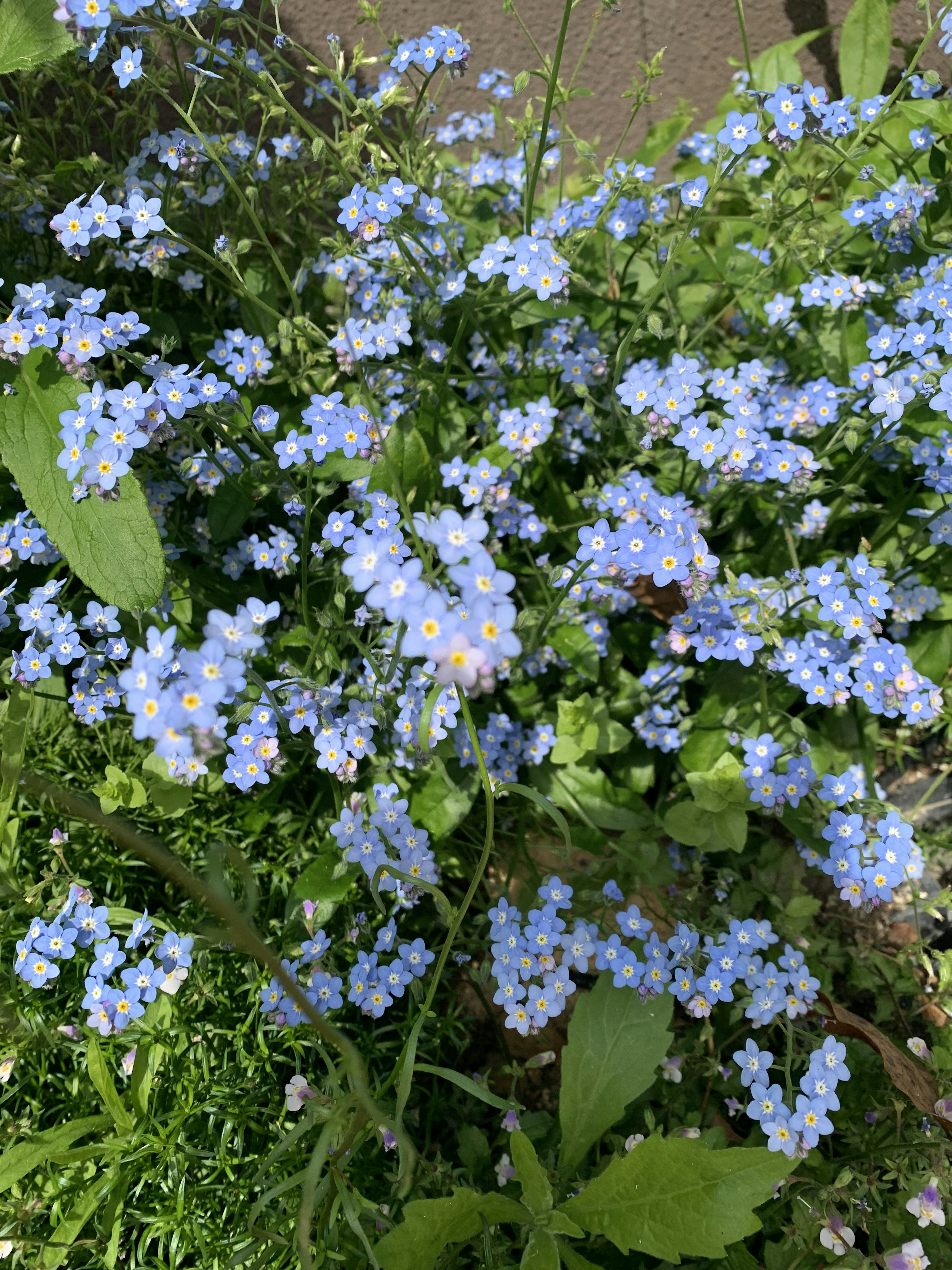 一簇小藍花被綠色葉子包圍