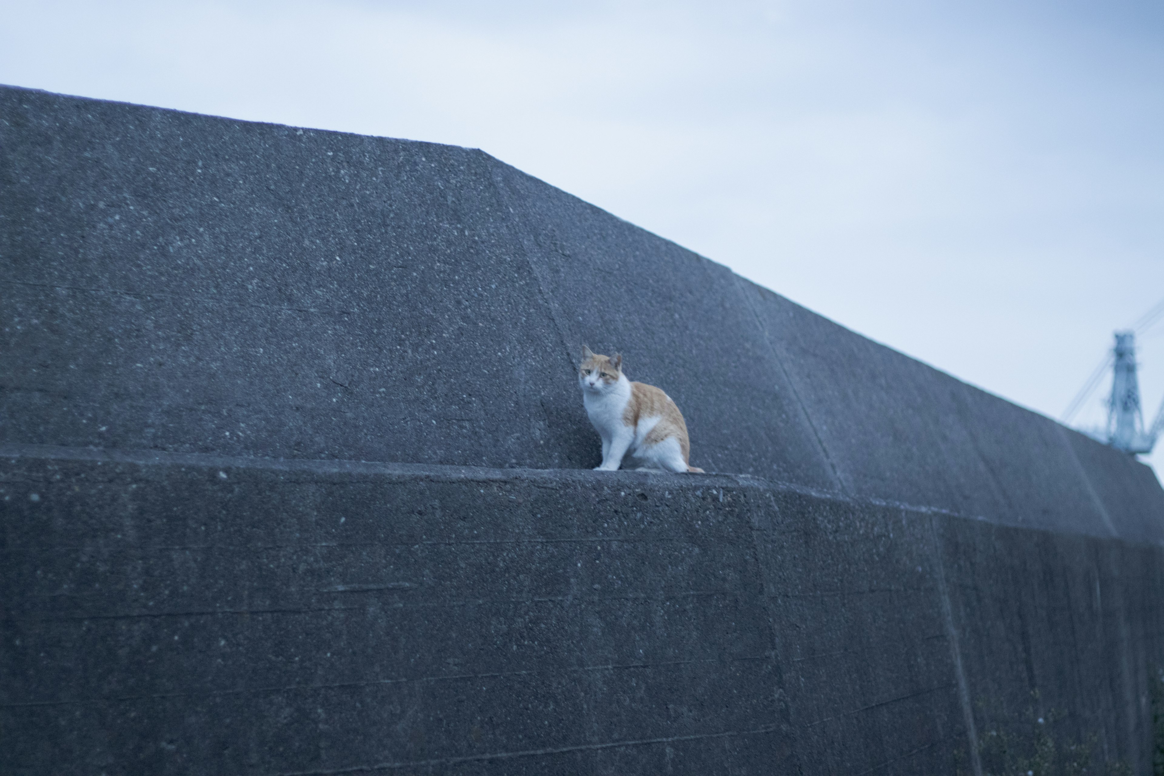 Chat brun assis sur un mur en béton sous un ciel bleu