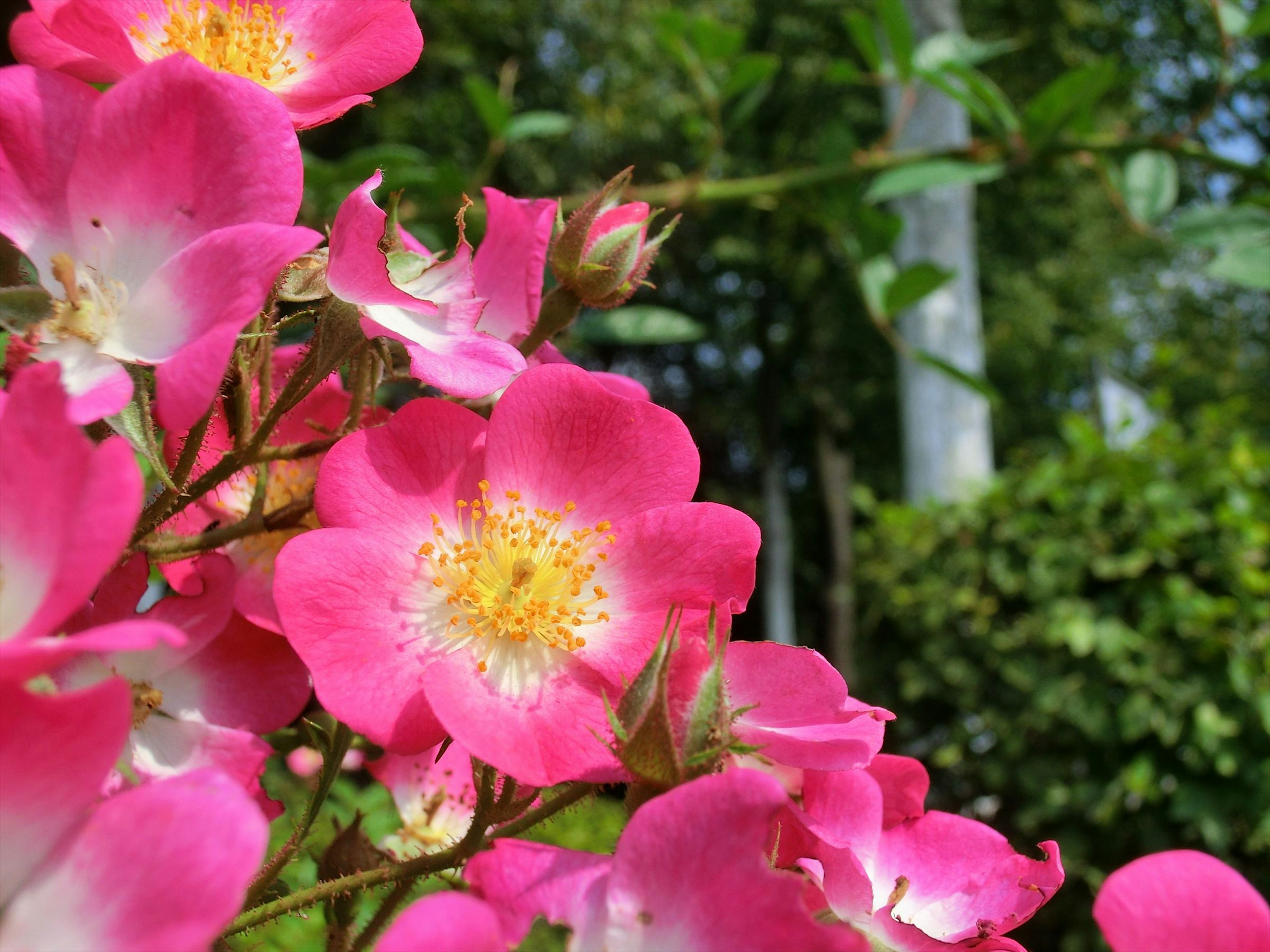 Gros plan de fleurs roses vives avec des centres jaunes