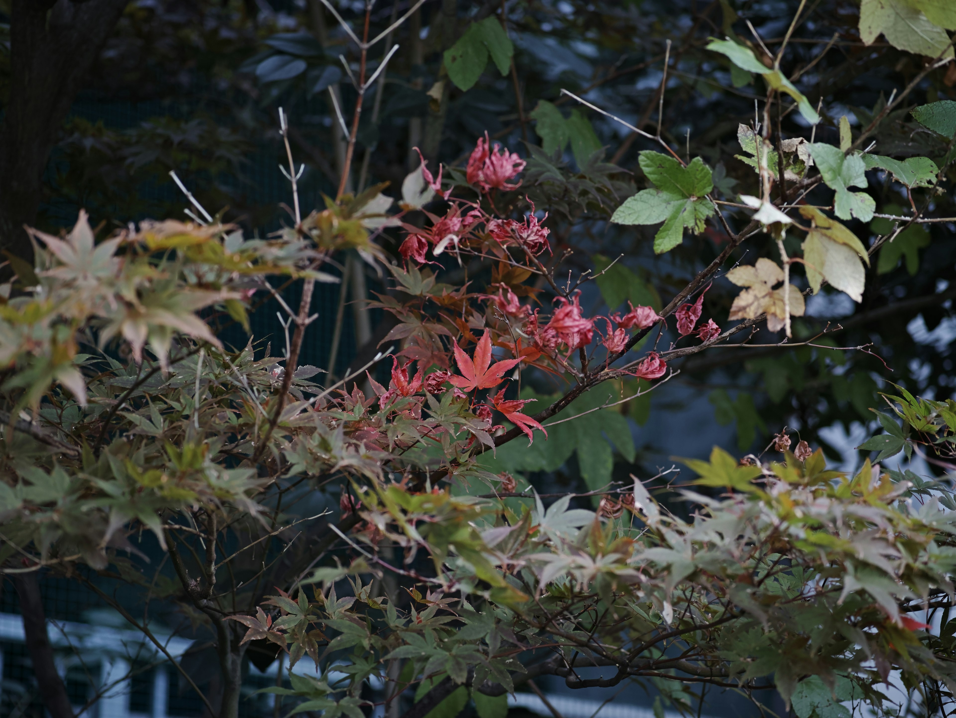 Eine Szene mit Bäumen mit bunten Herbstblättern und grünem Laub