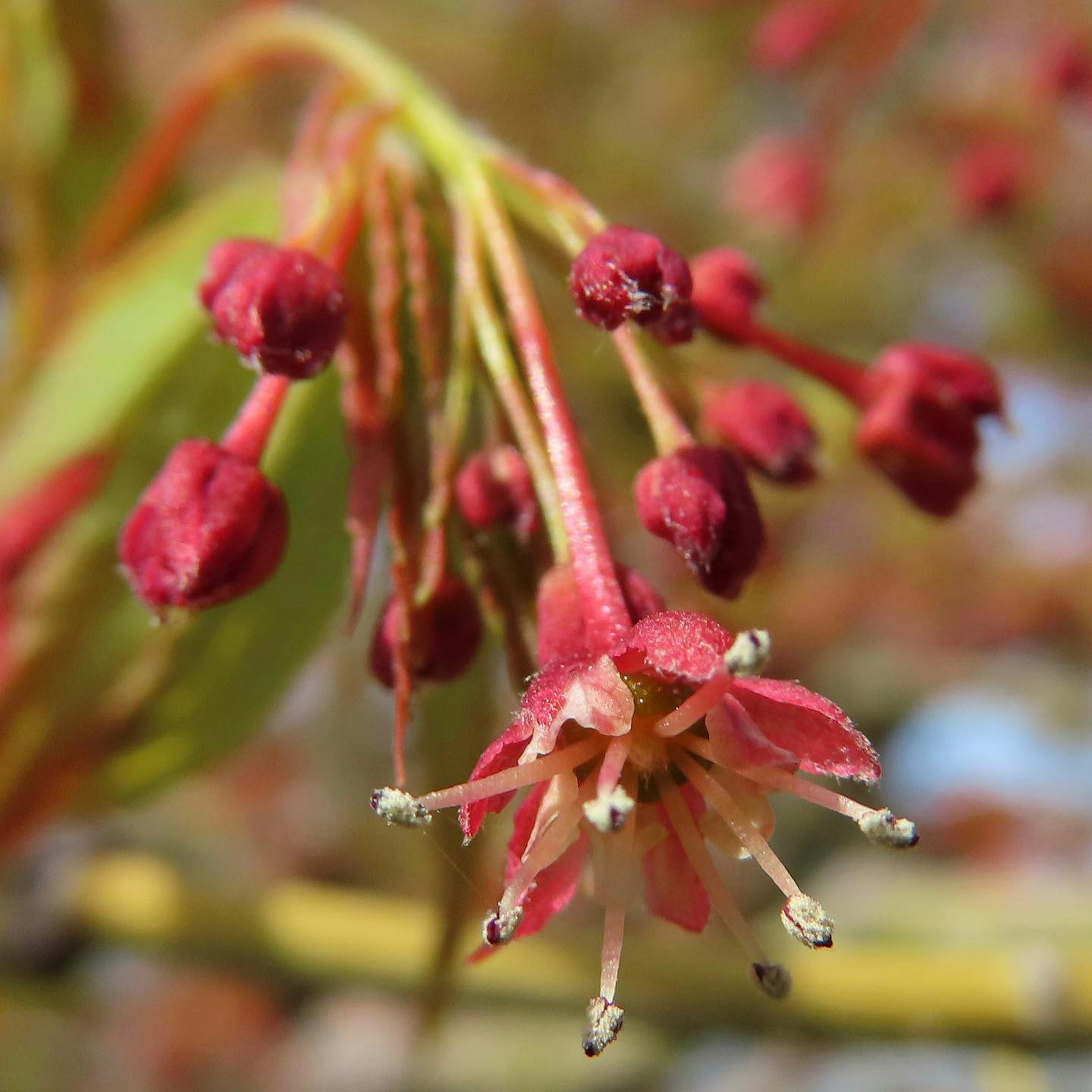 Primer plano de una planta con brotes de flores rojas y flores en flor