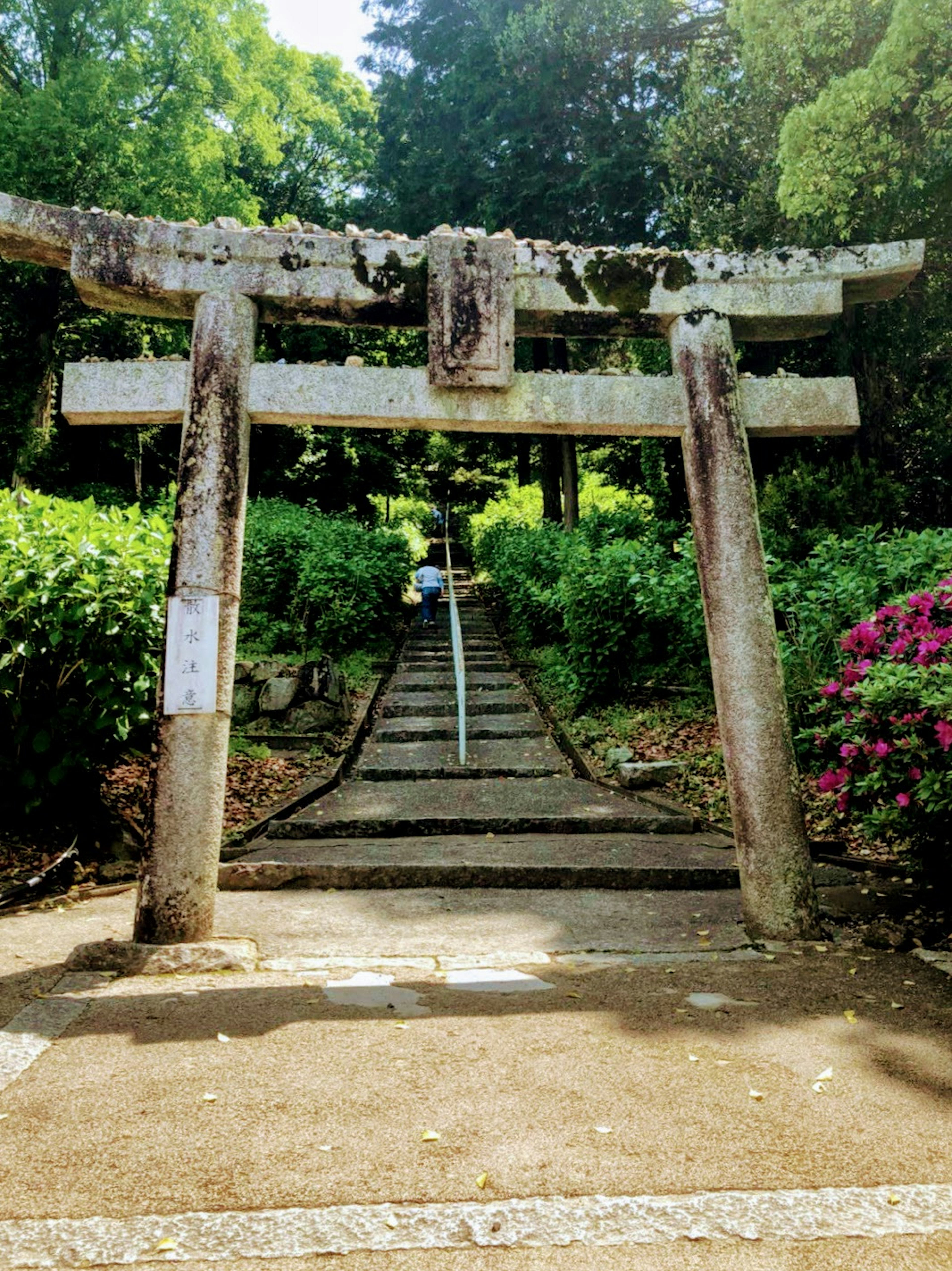 Cổng torii cổ dẫn đến những bậc thang đá bao quanh bởi cây xanh