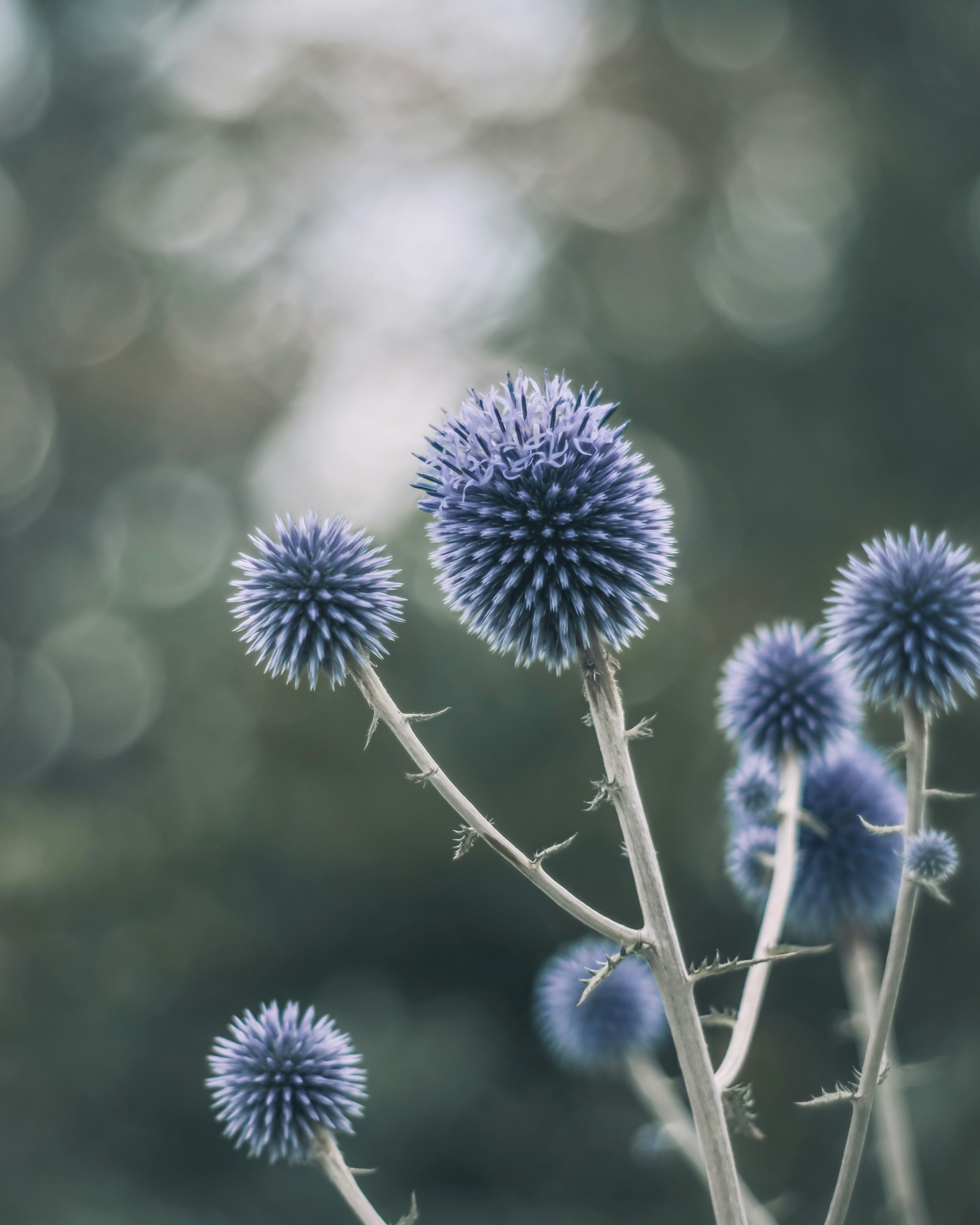 Fiori di cardo globoso blu su steli sottili