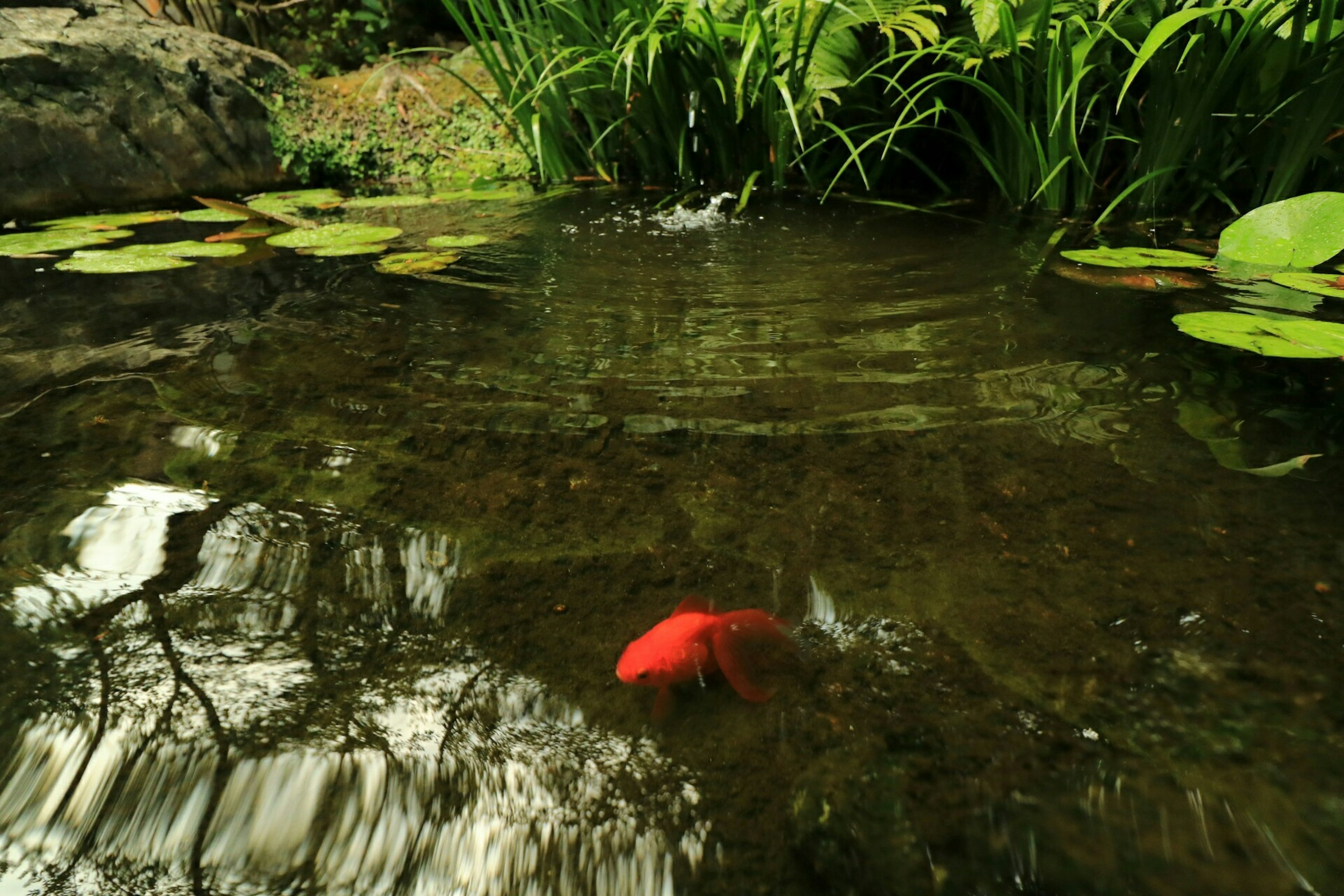 水面に浮かぶ赤い金魚と周囲の緑が美しい池の風景