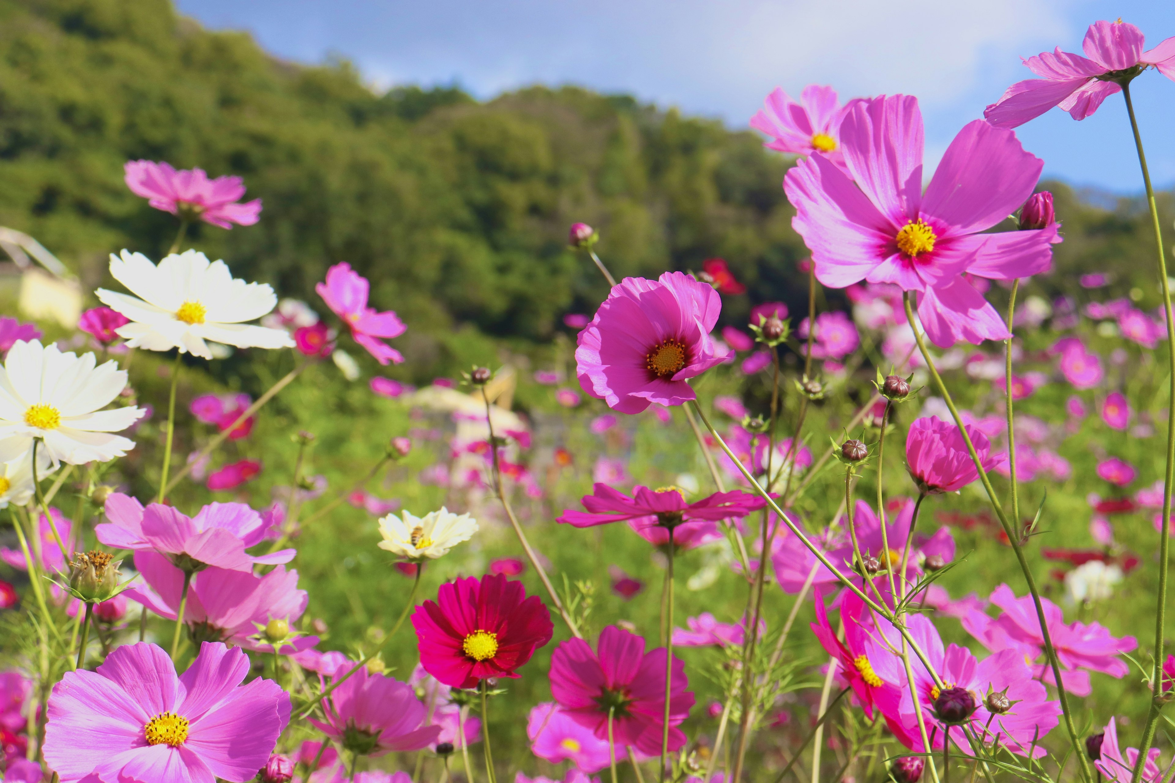 Eine lebendige Landschaft voller bunter Blumen in voller Blüte