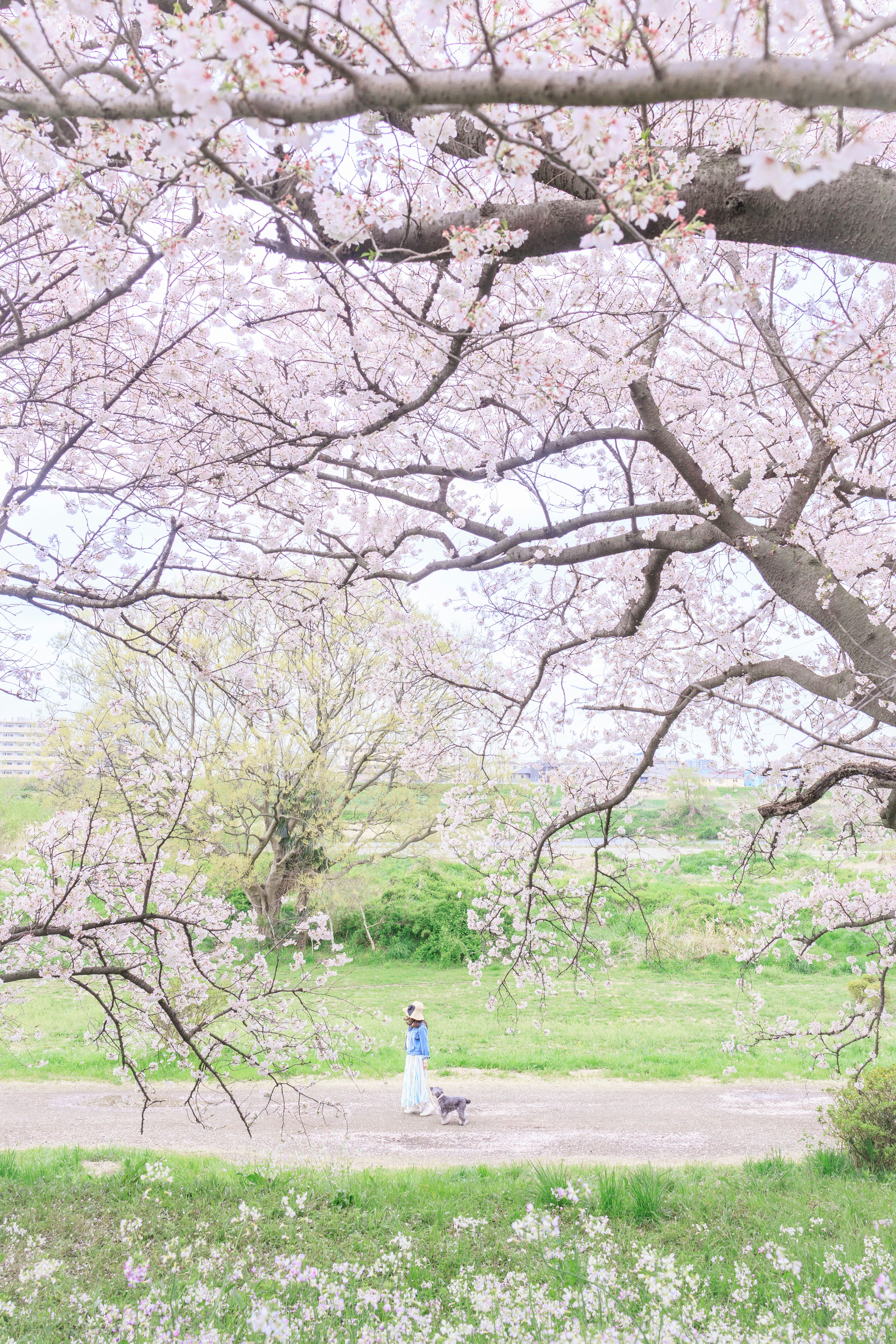 Una persona caminando en un parque con cerezos en flor