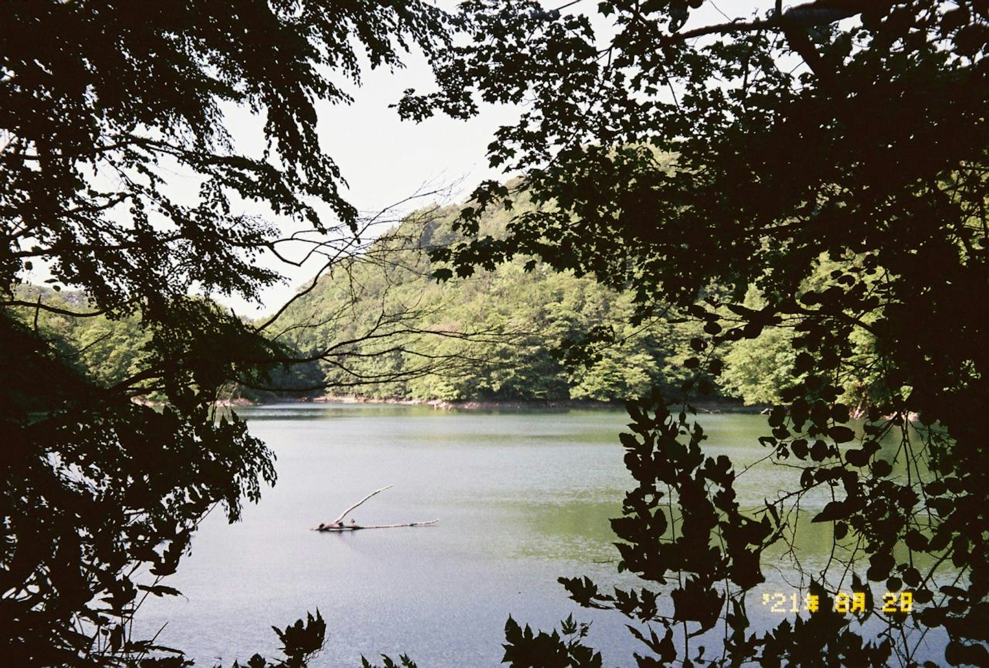 緑豊かな木々に囲まれた静かな湖の風景