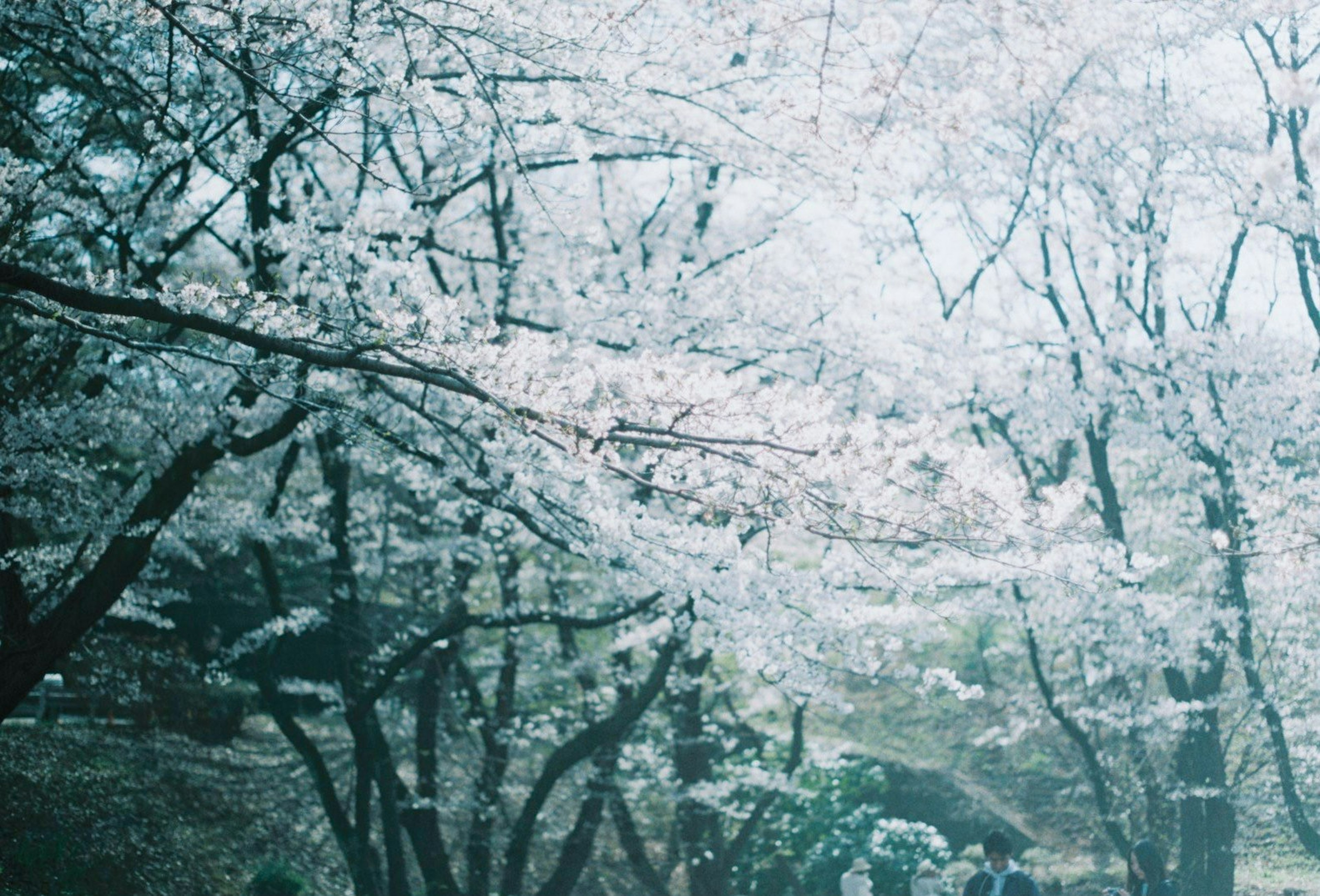 桜の花が咲いている風景で淡い色合いの風景