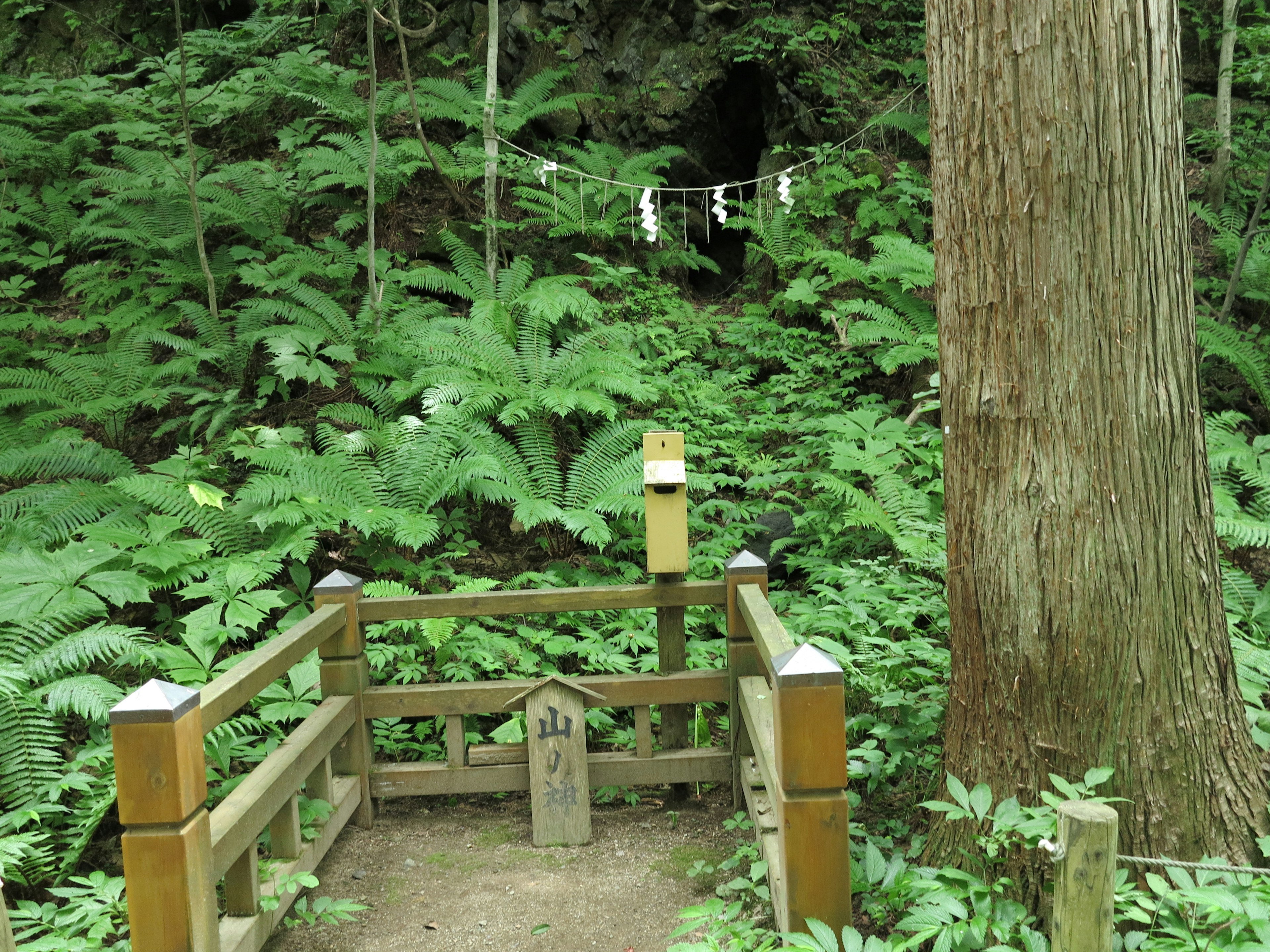 Wooden fence near a large tree in a lush green forest with a pathway