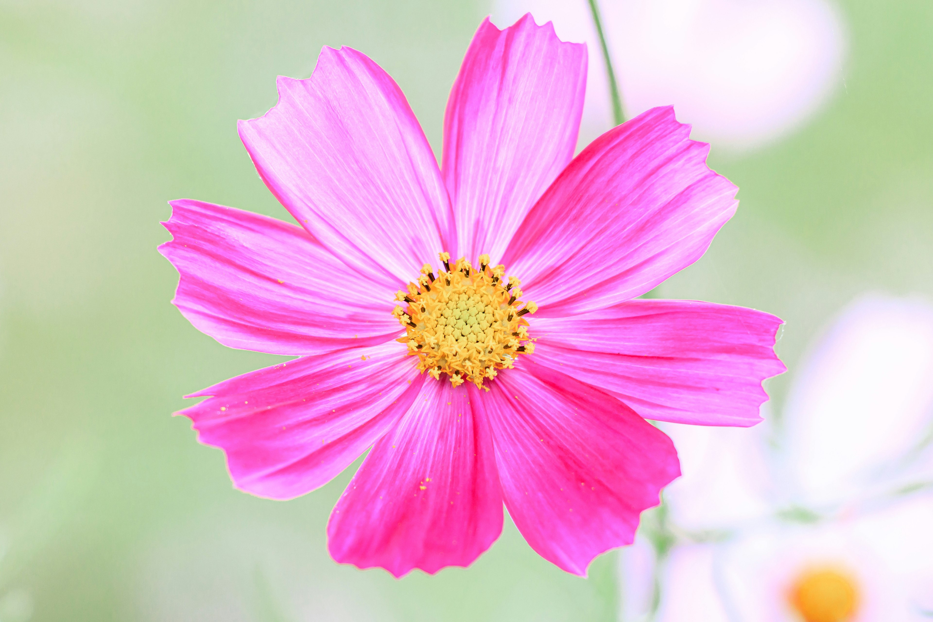 Bellissimo fiore rosa con un centro giallo simile a un cosmos