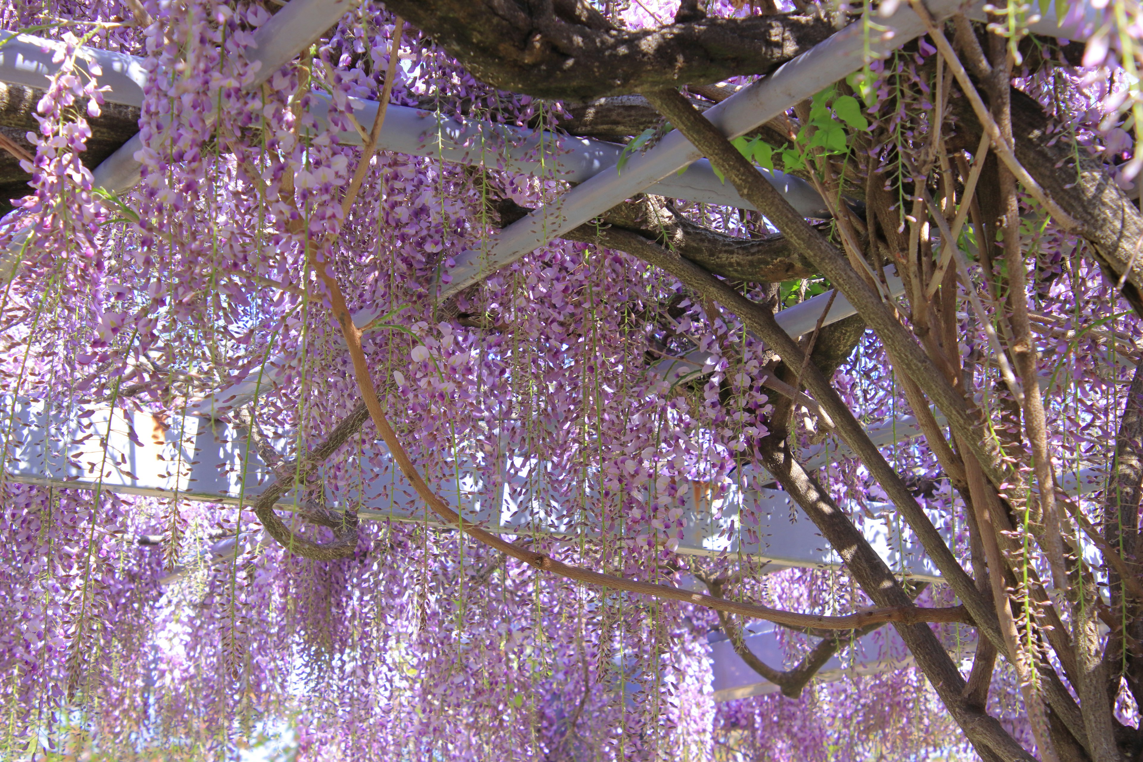 紫色の花が垂れ下がる藤の木の枝