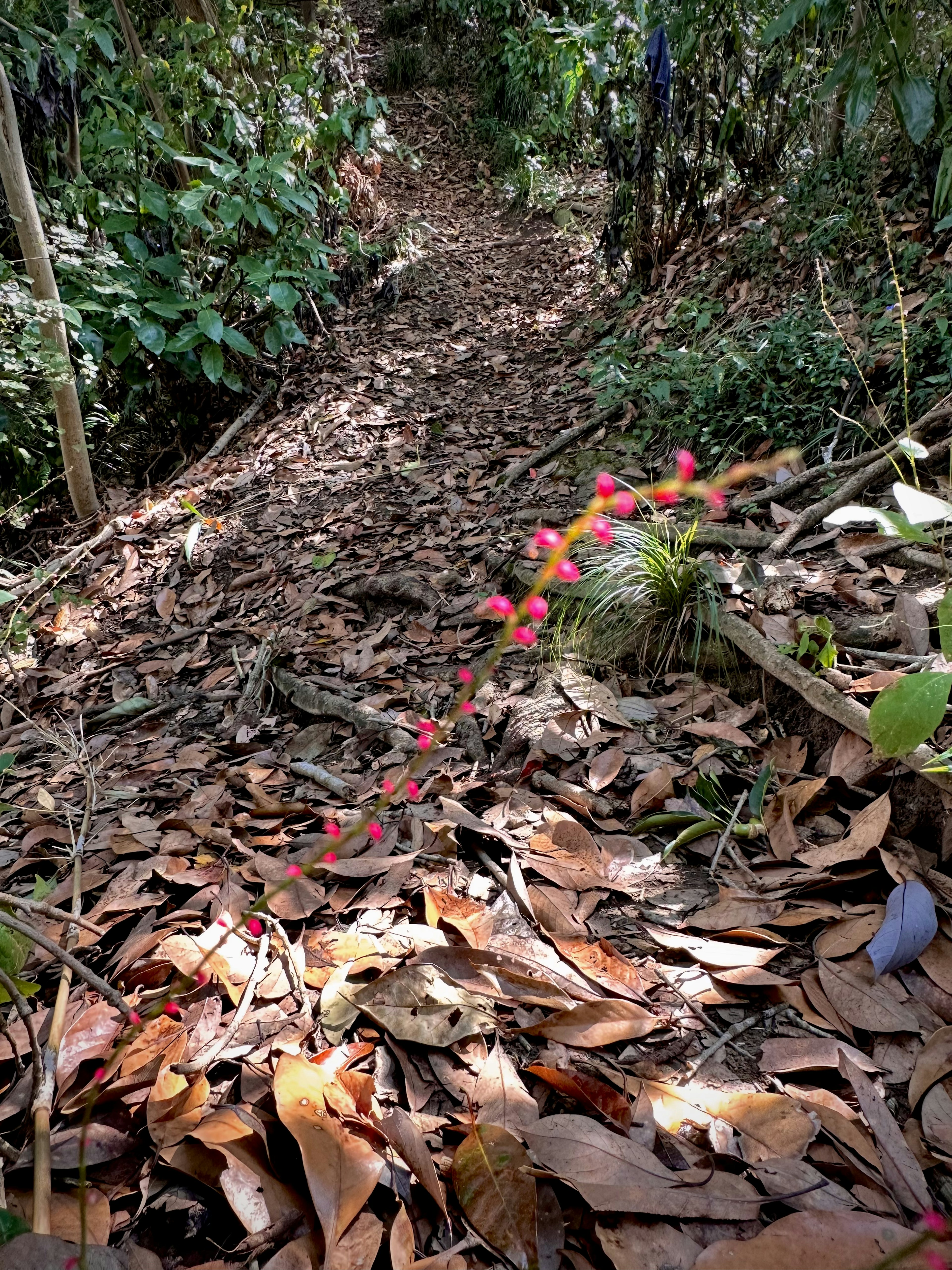 Sentier couvert de feuilles mortes et fleurs rouges vibrantes