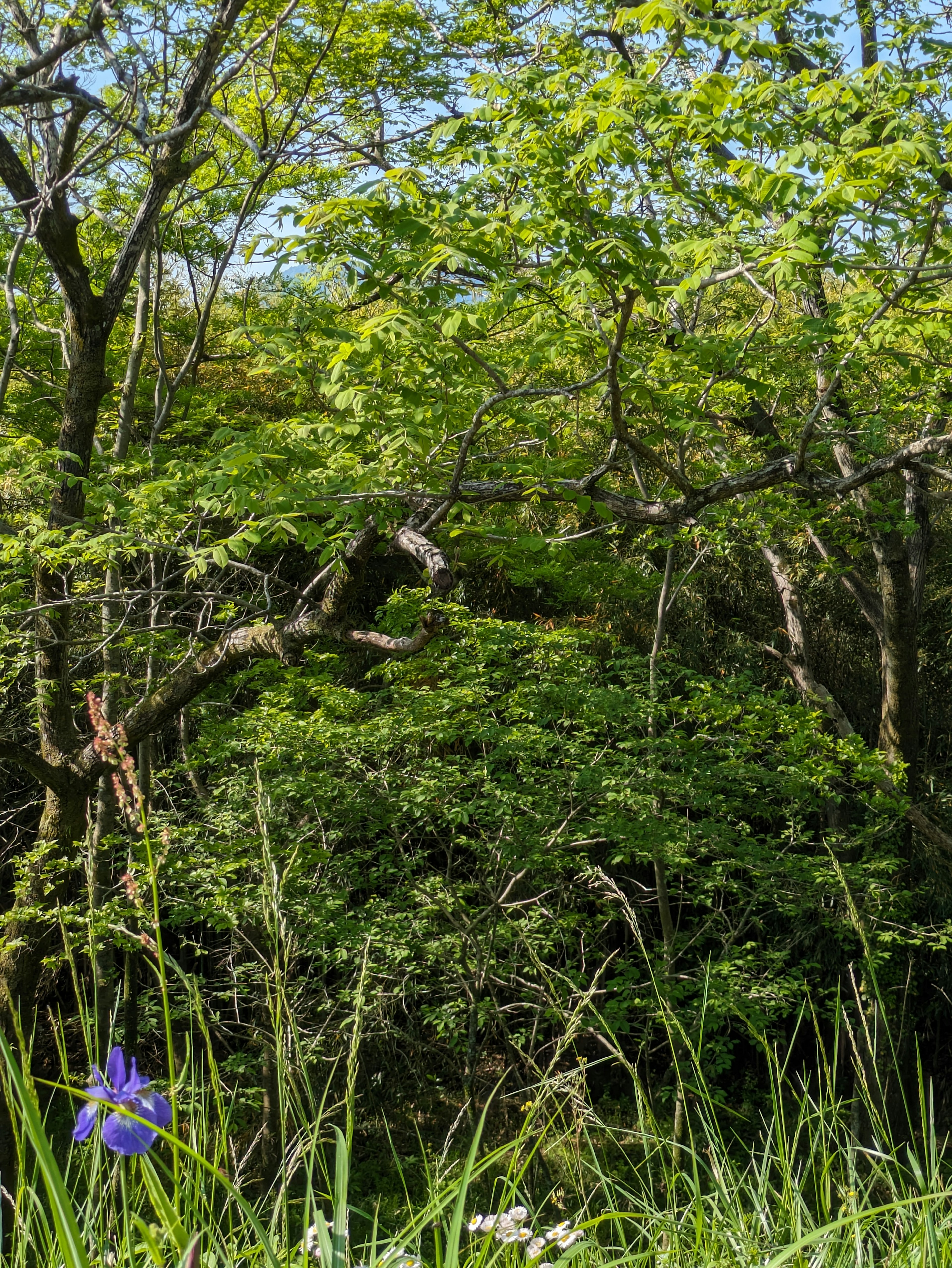 緑豊かな木々と草花が広がる風景に紫色の花が咲いている