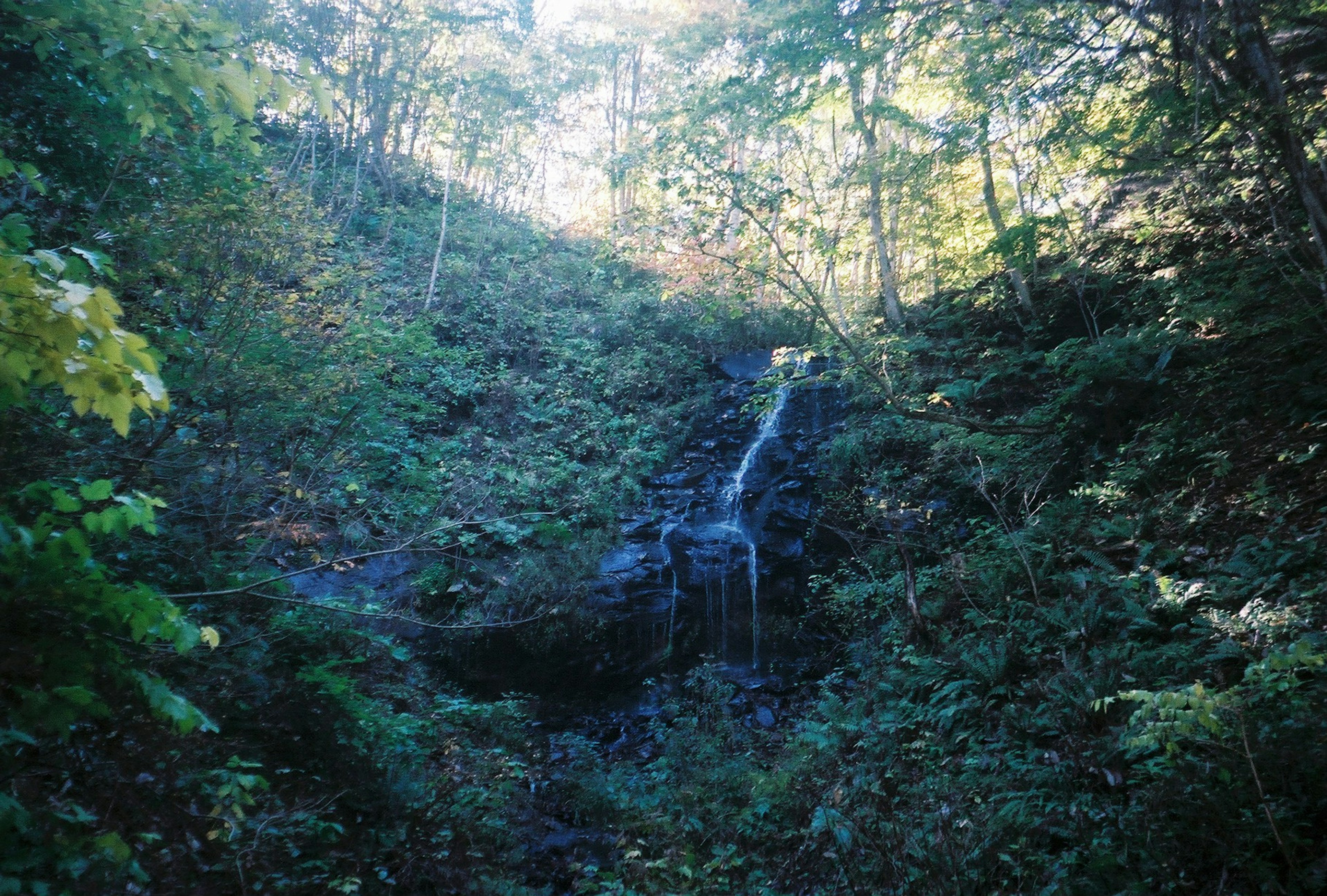 Petite cascade dans une forêt verdoyante avec de la végétation environnante