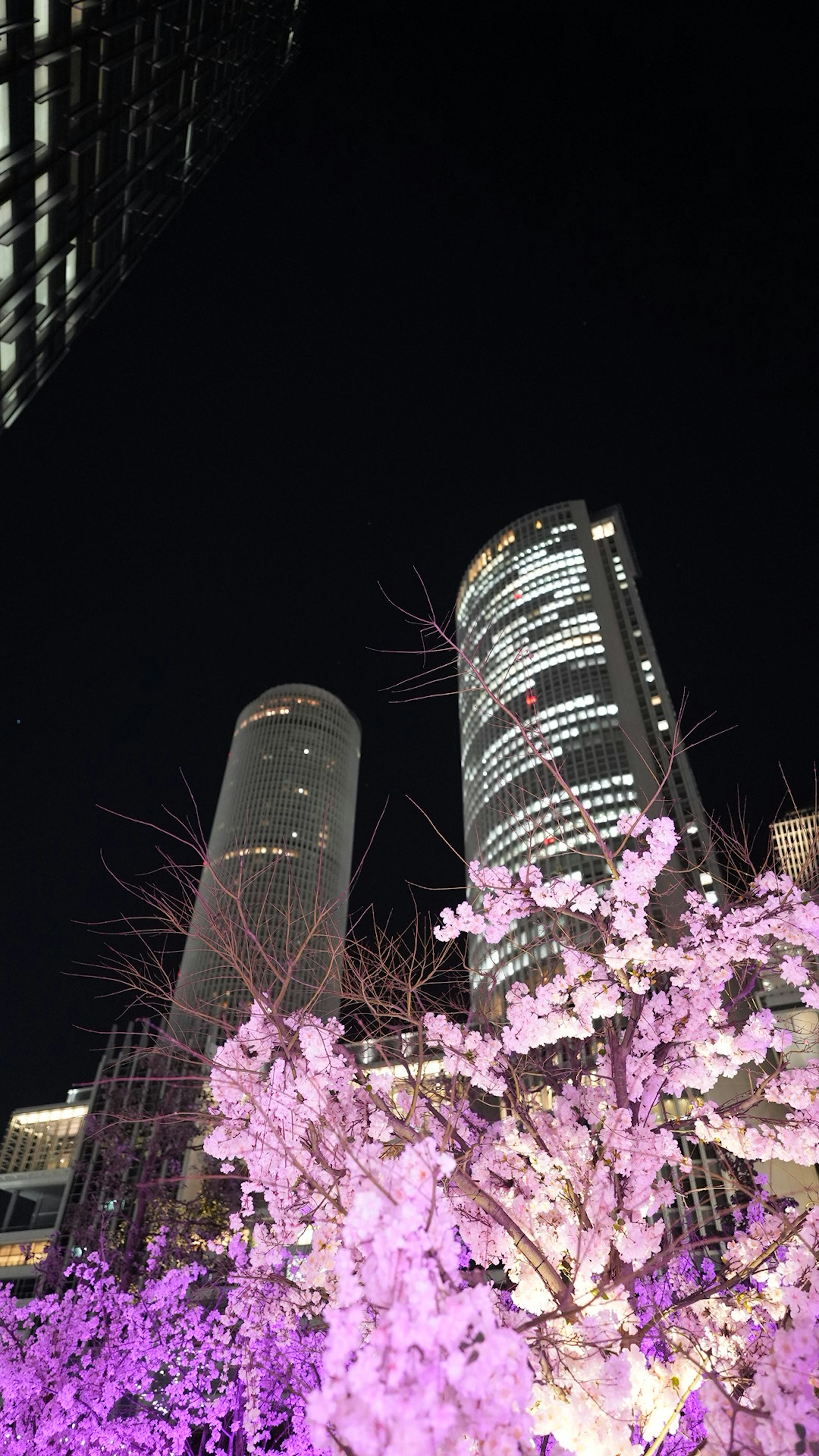 Kontras antara bunga sakura dan gedung pencakar langit di langit malam