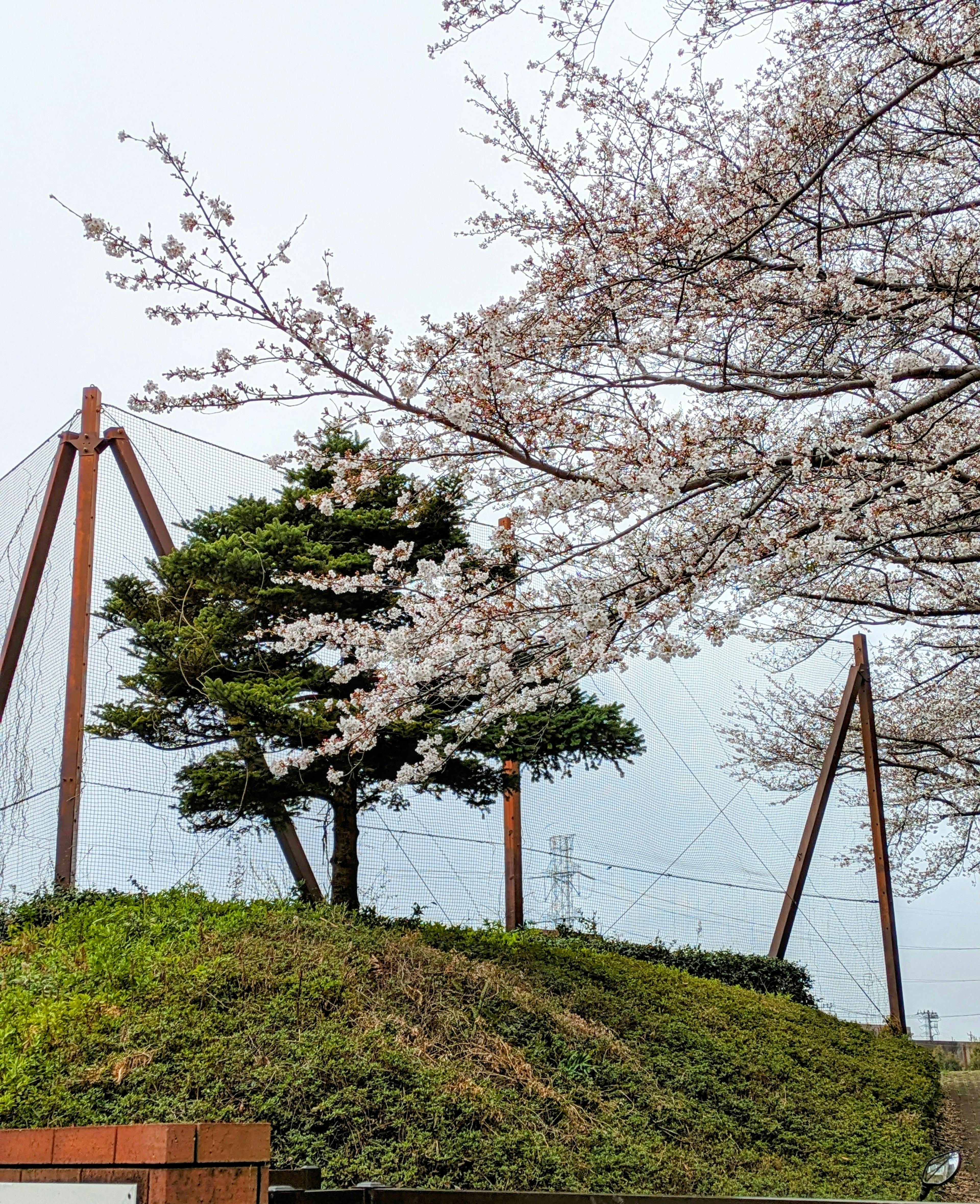 Pemandangan taman dengan pohon sakura yang mekar, bukit hijau, dan peralatan bermain